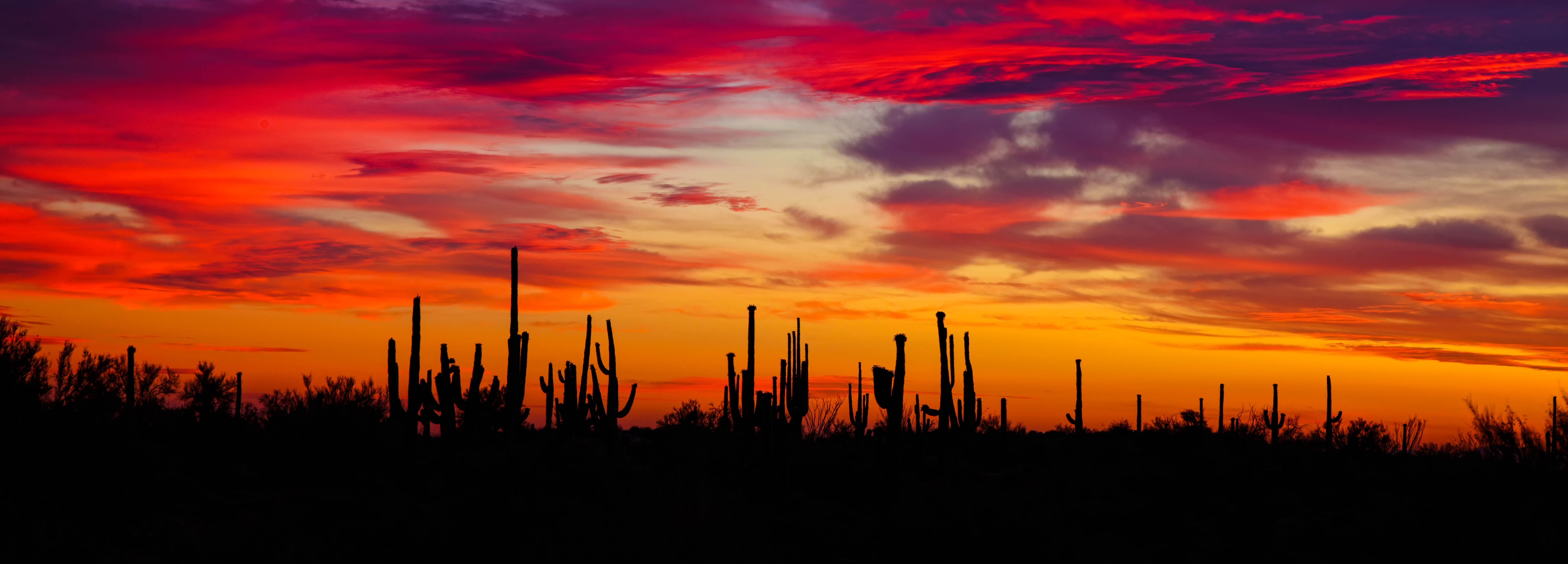 arizona, cactuses, nature, sunset, silhouettes