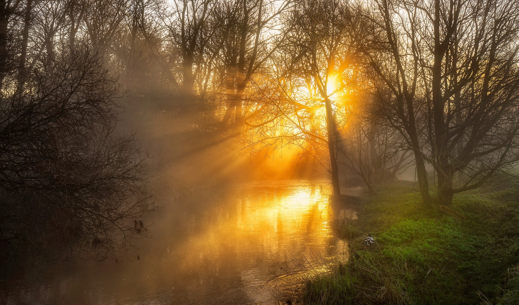 Download mobile wallpaper Nature, Tree, Fog, Earth, River, Sunbeam for free.