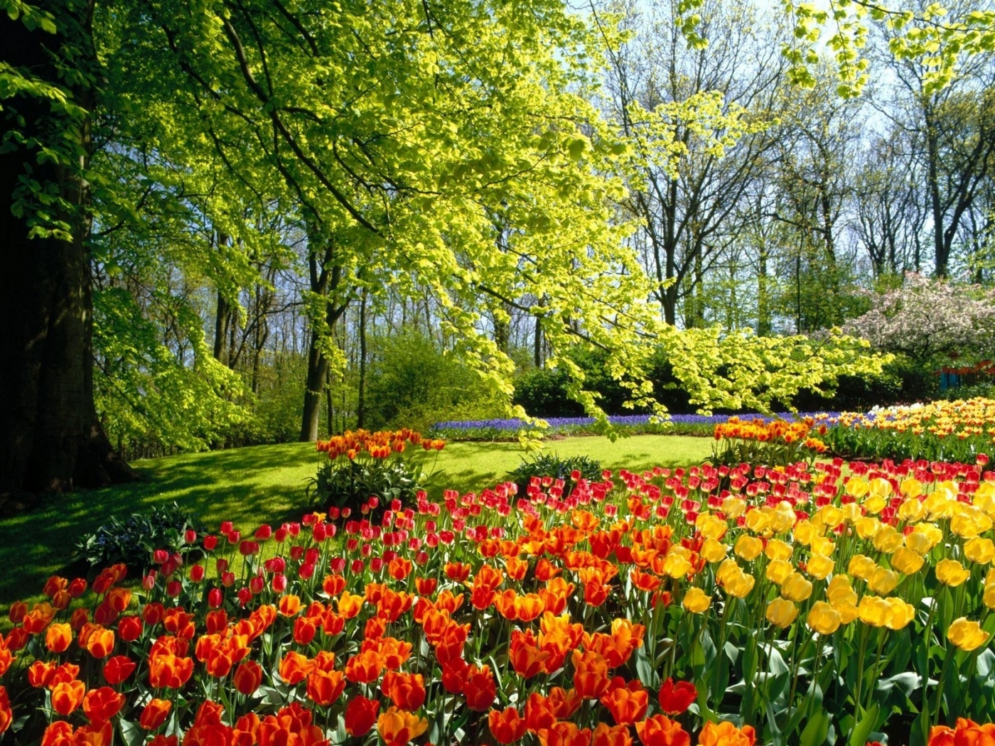 Free download wallpaper Flowers, Landscape, Nature on your PC desktop