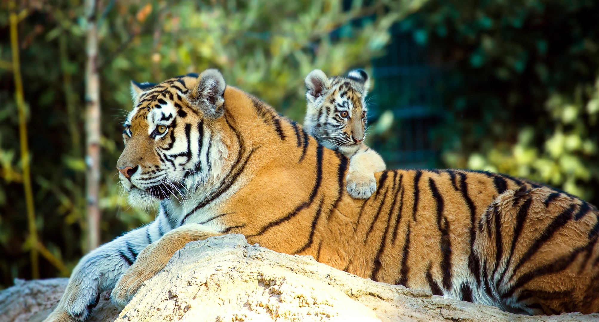 Laden Sie das Tiere, Katzen, Tiger, Tierbaby, Jungtier-Bild kostenlos auf Ihren PC-Desktop herunter