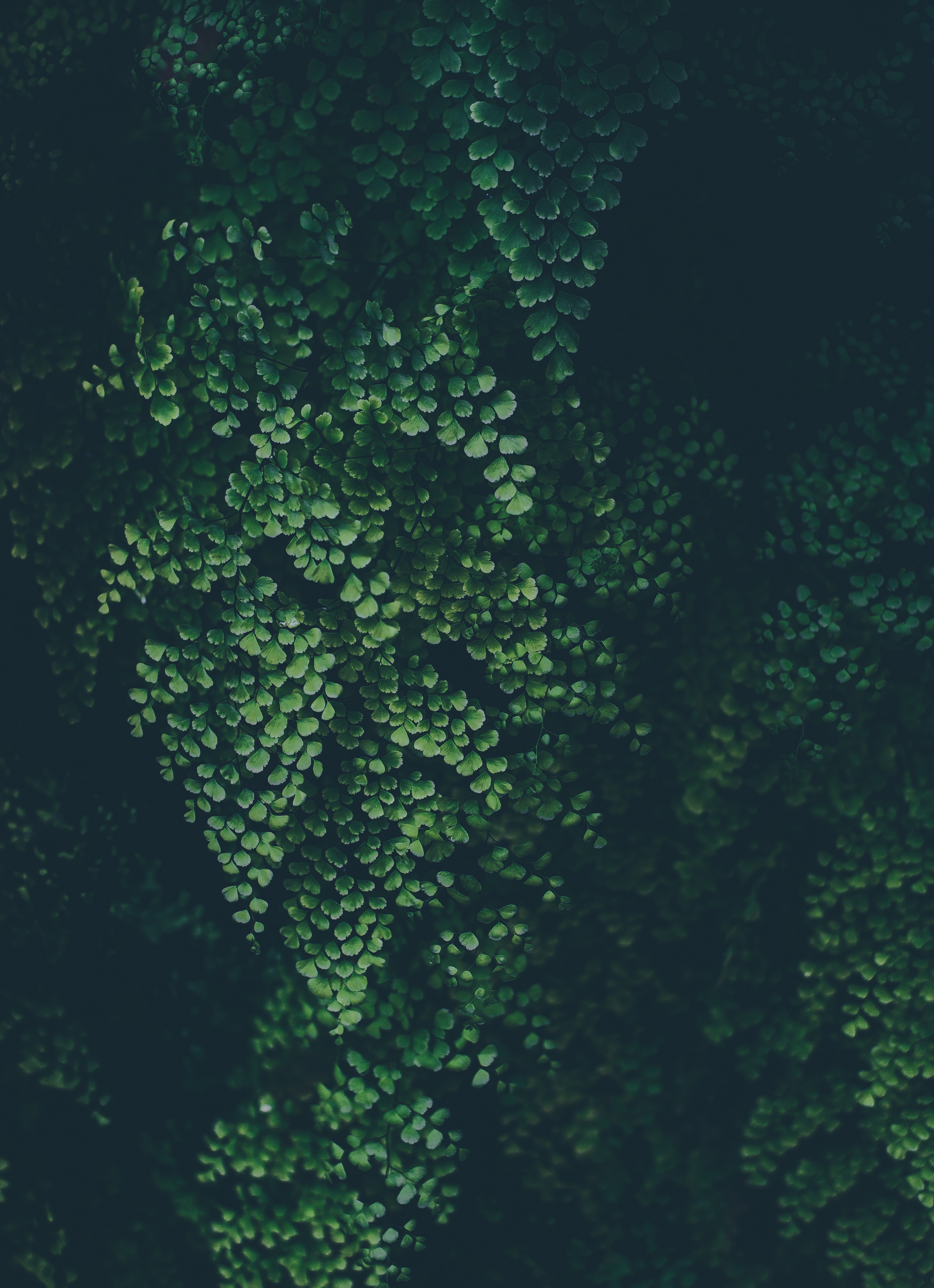 Download mobile wallpaper Leaves, Smooth, Plant, Nature, Blur for free.