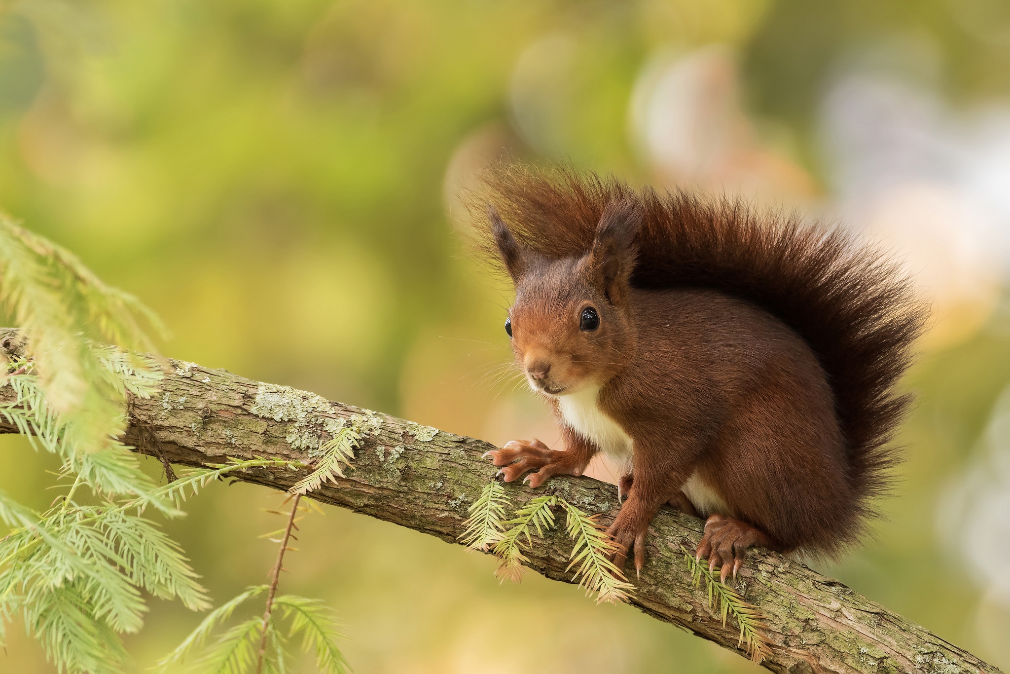 Free download wallpaper Squirrel, Animal, Rodent, Depth Of Field on your PC desktop