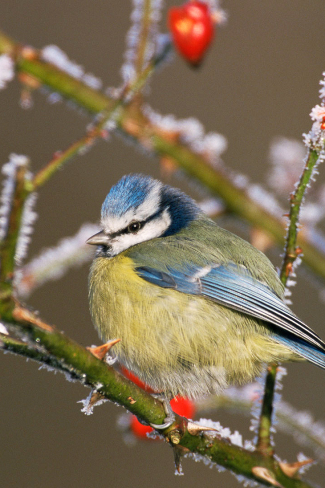 Download mobile wallpaper Birds, Bird, Branch, Berry, Animal, Frozen, Titmouse, Eurasian Blue Tit for free.