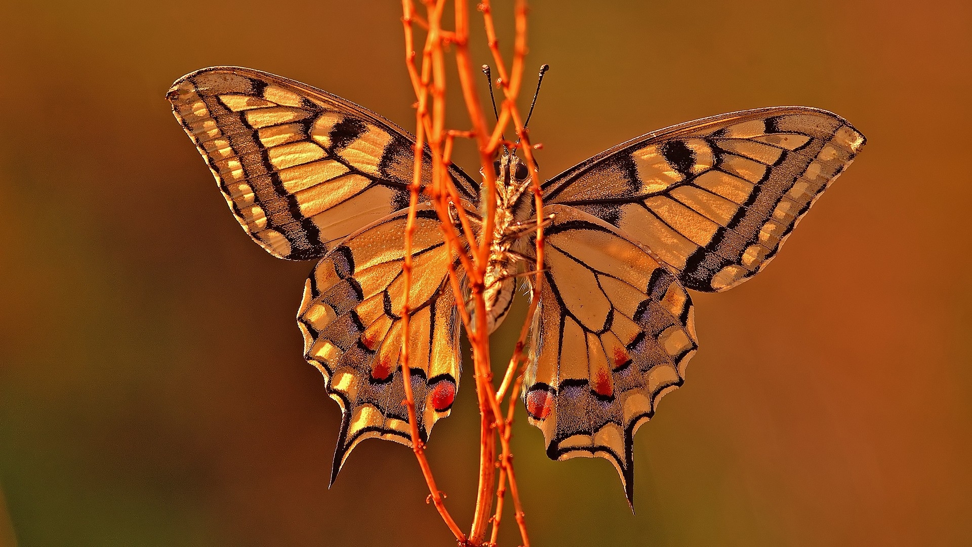 Descarga gratuita de fondo de pantalla para móvil de Animales, De Cerca, Mariposa, Color Naranja).