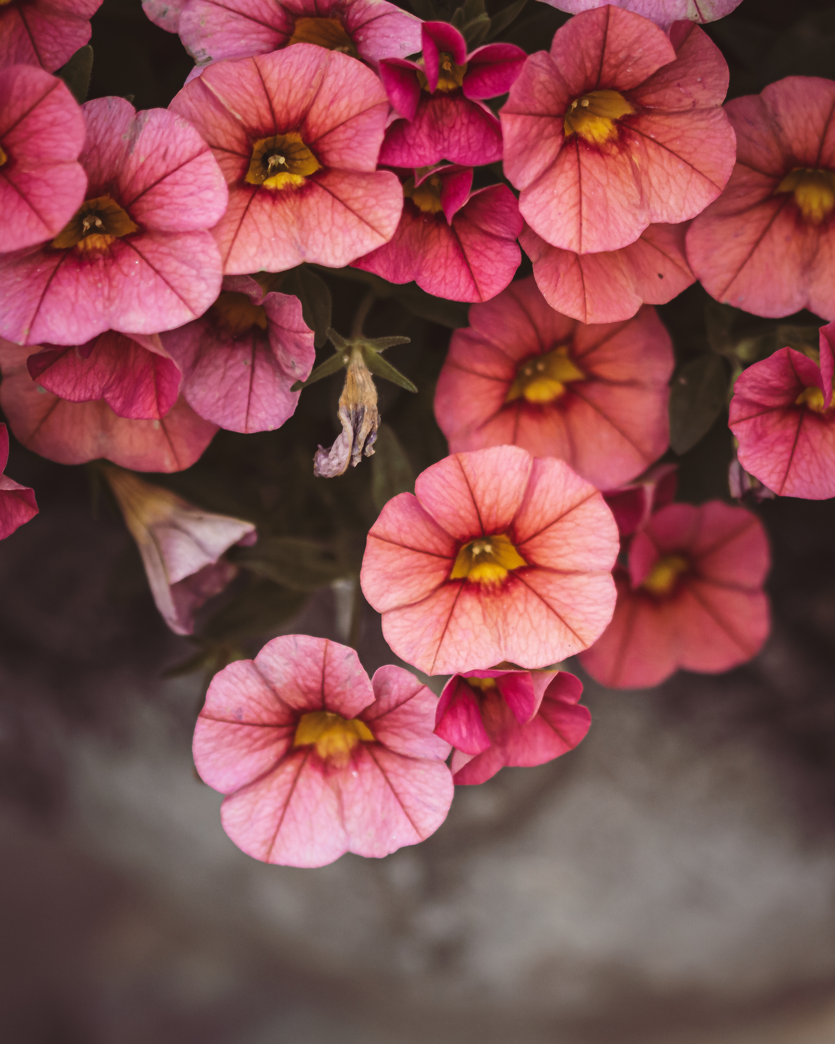 pink, flowers, macro, close up, bloom, flowering Image for desktop