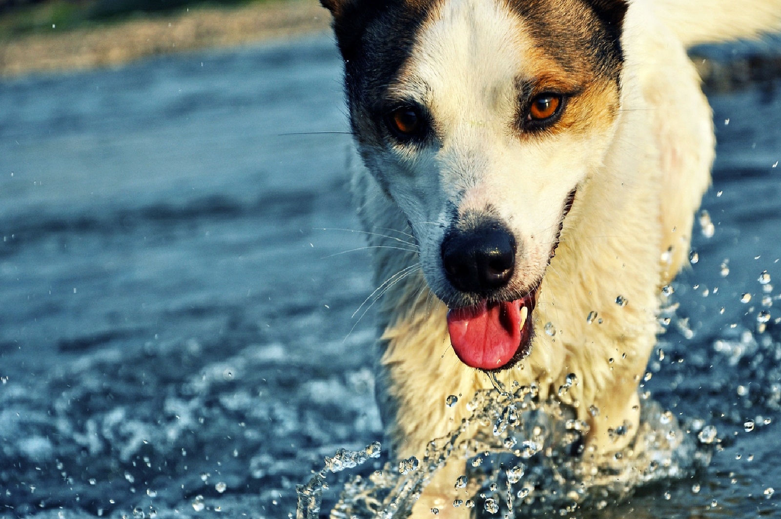 Laden Sie das Sprühen, Spray, Schnauze, Wasser, Hund, Tiere-Bild kostenlos auf Ihren PC-Desktop herunter