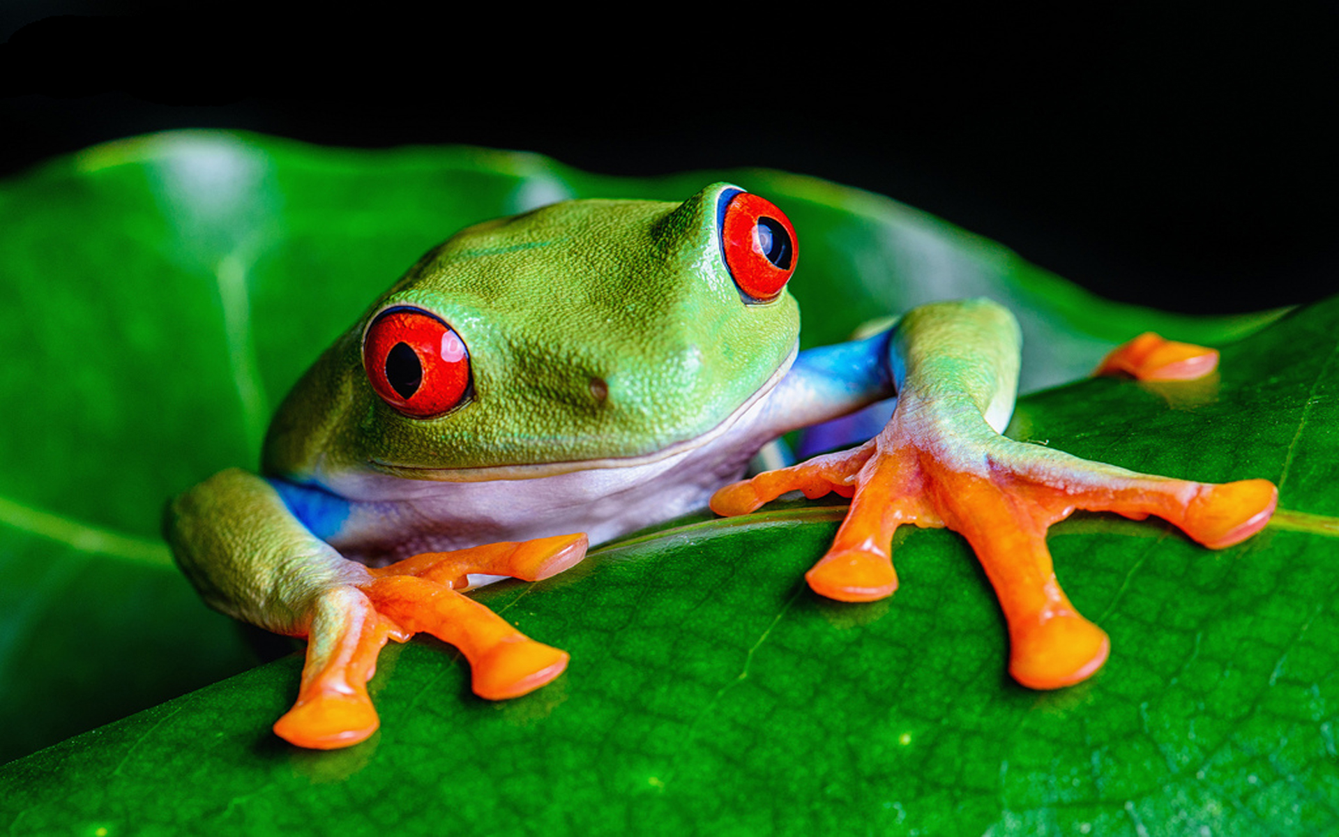 Download mobile wallpaper Frogs, Leaf, Animal, Frog, Amphibian, Tree Frog, Red Eyed Tree Frog for free.