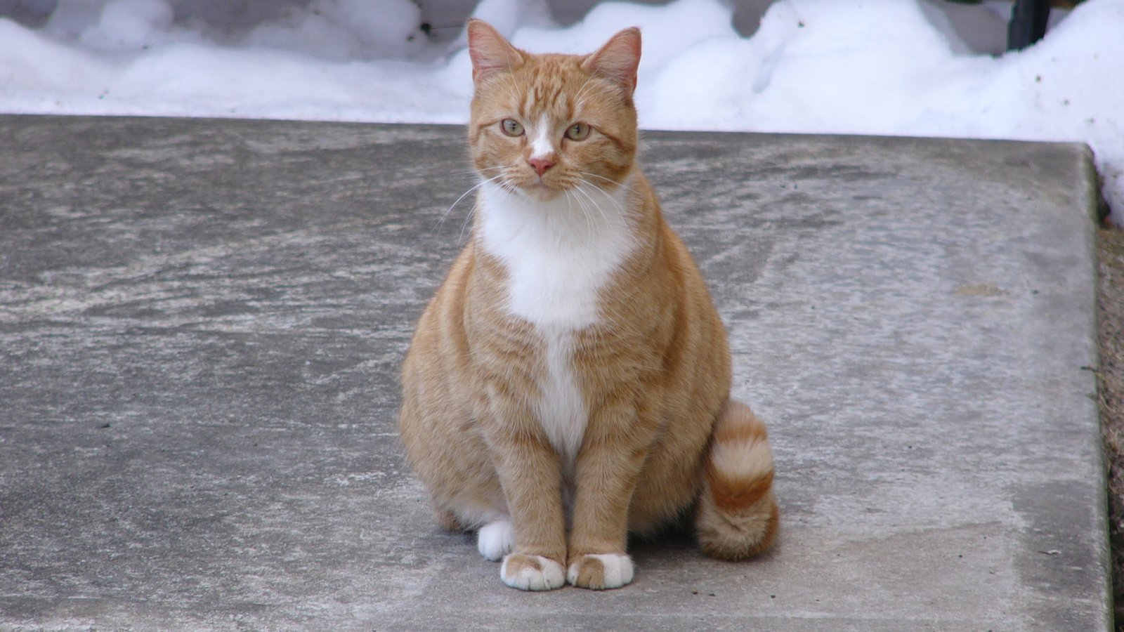 Baixe gratuitamente a imagem Animais, Gatos, Gato na área de trabalho do seu PC