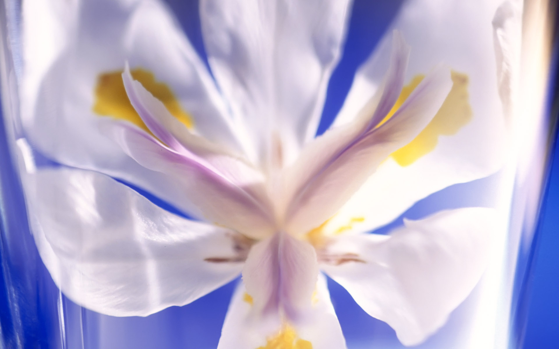 Laden Sie das Blumen, Blume, Erde/natur-Bild kostenlos auf Ihren PC-Desktop herunter