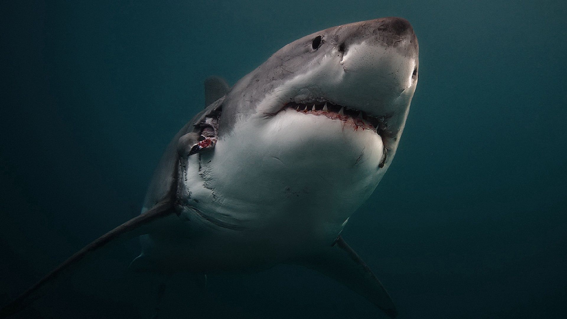 shark, animals, predator, underwater world HD wallpaper