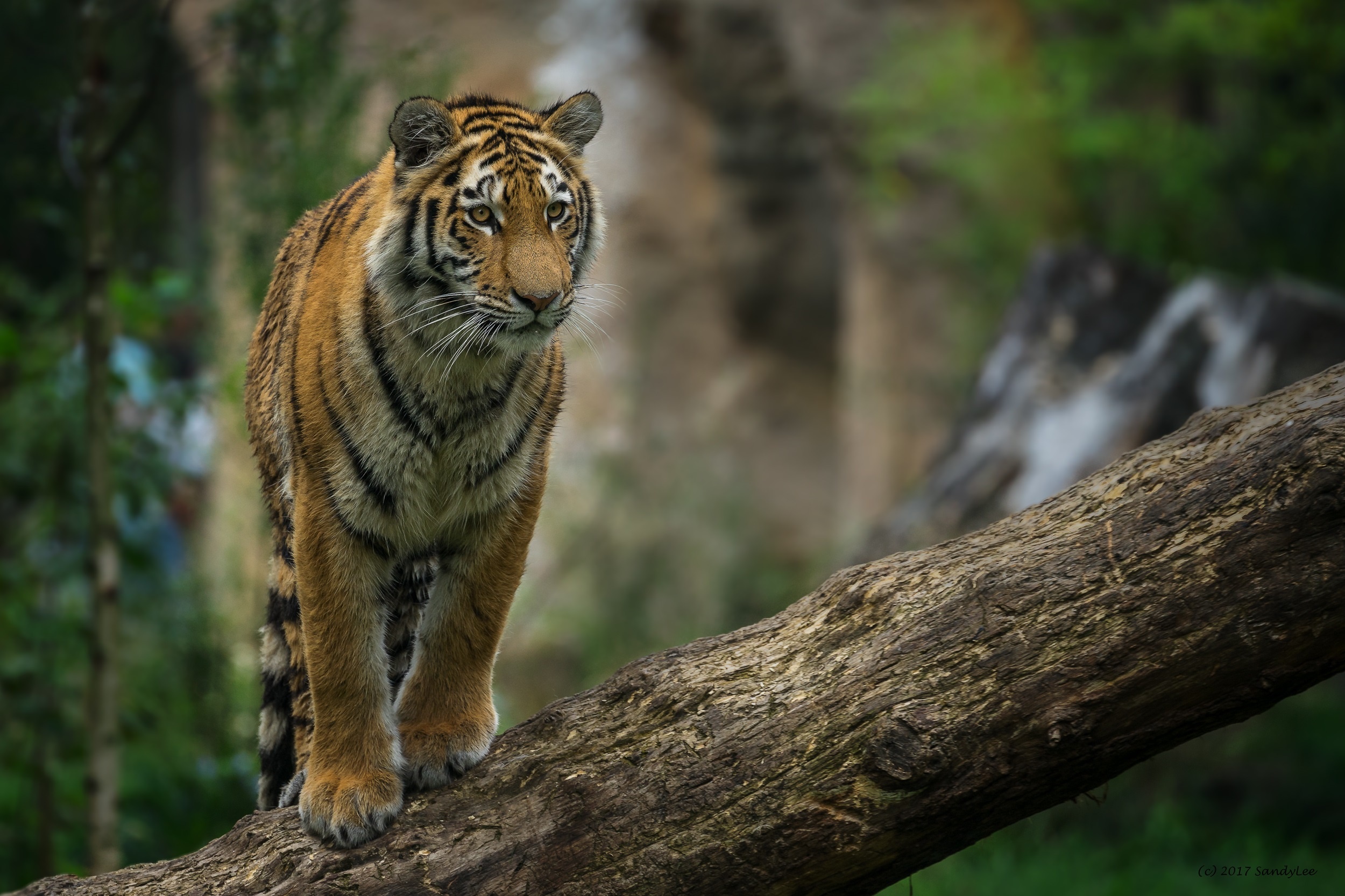 Download mobile wallpaper Cats, Tiger, Animal, Depth Of Field for free.