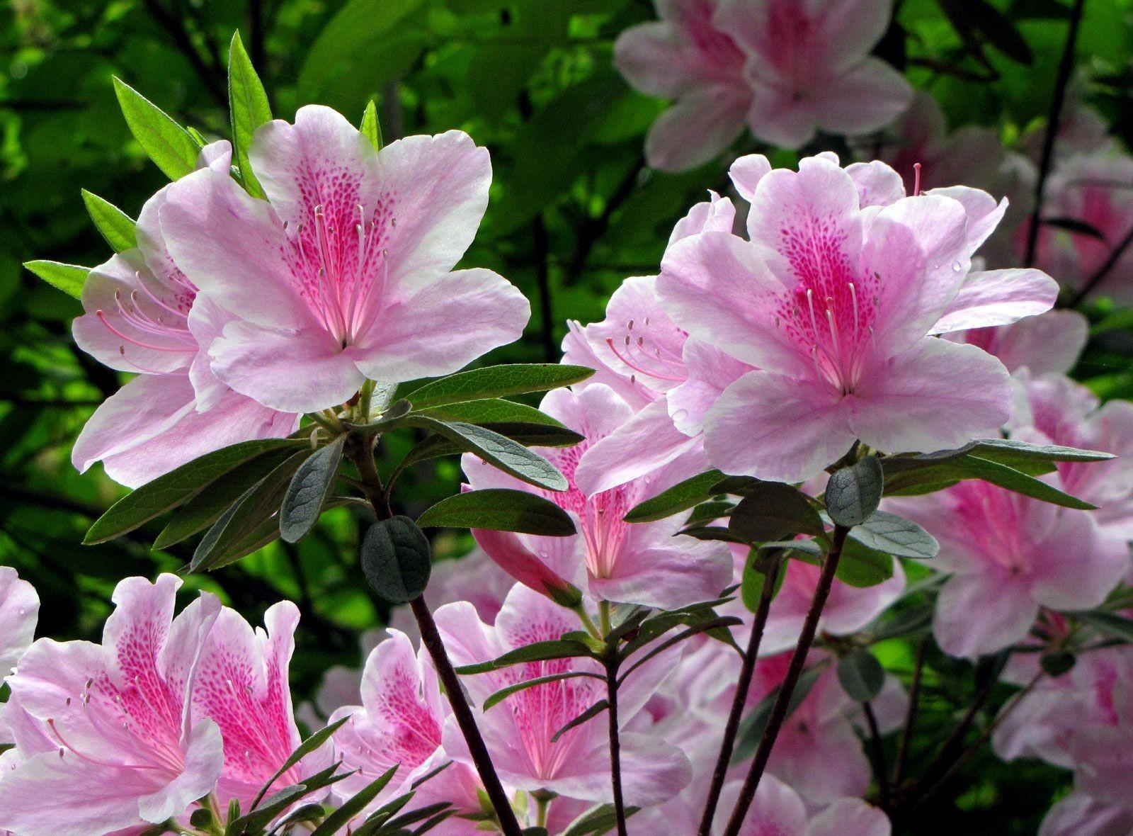56488 descargar fondo de pantalla rododendro, flores, verduras, arbusto, de cerca, primer plano, florecer, floración: protectores de pantalla e imágenes gratis