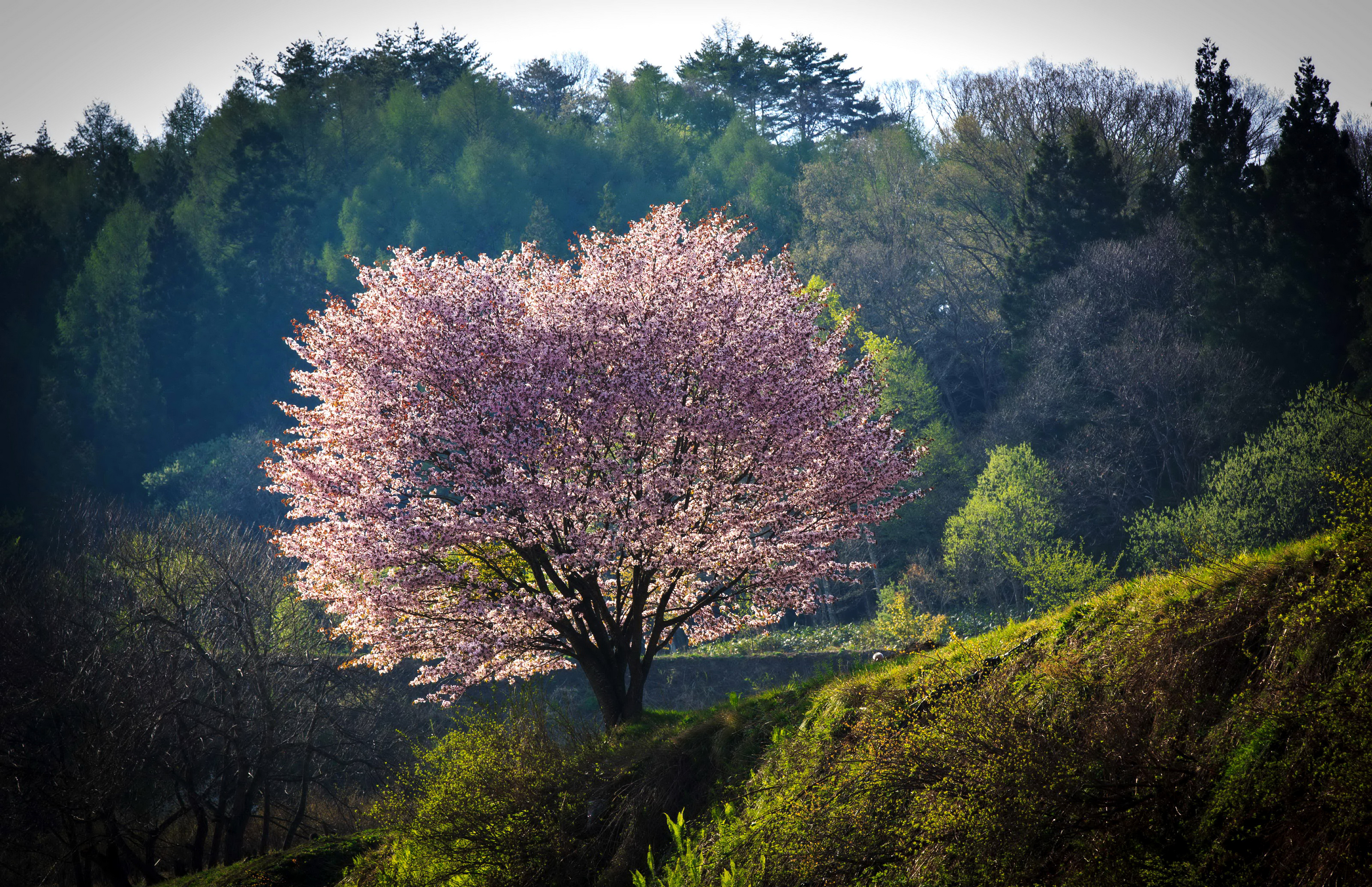 Скачать обои бесплатно Сакура, Гора, Дерево, Япония, Цветущие, Земля/природа, Розовый Цветок картинка на рабочий стол ПК