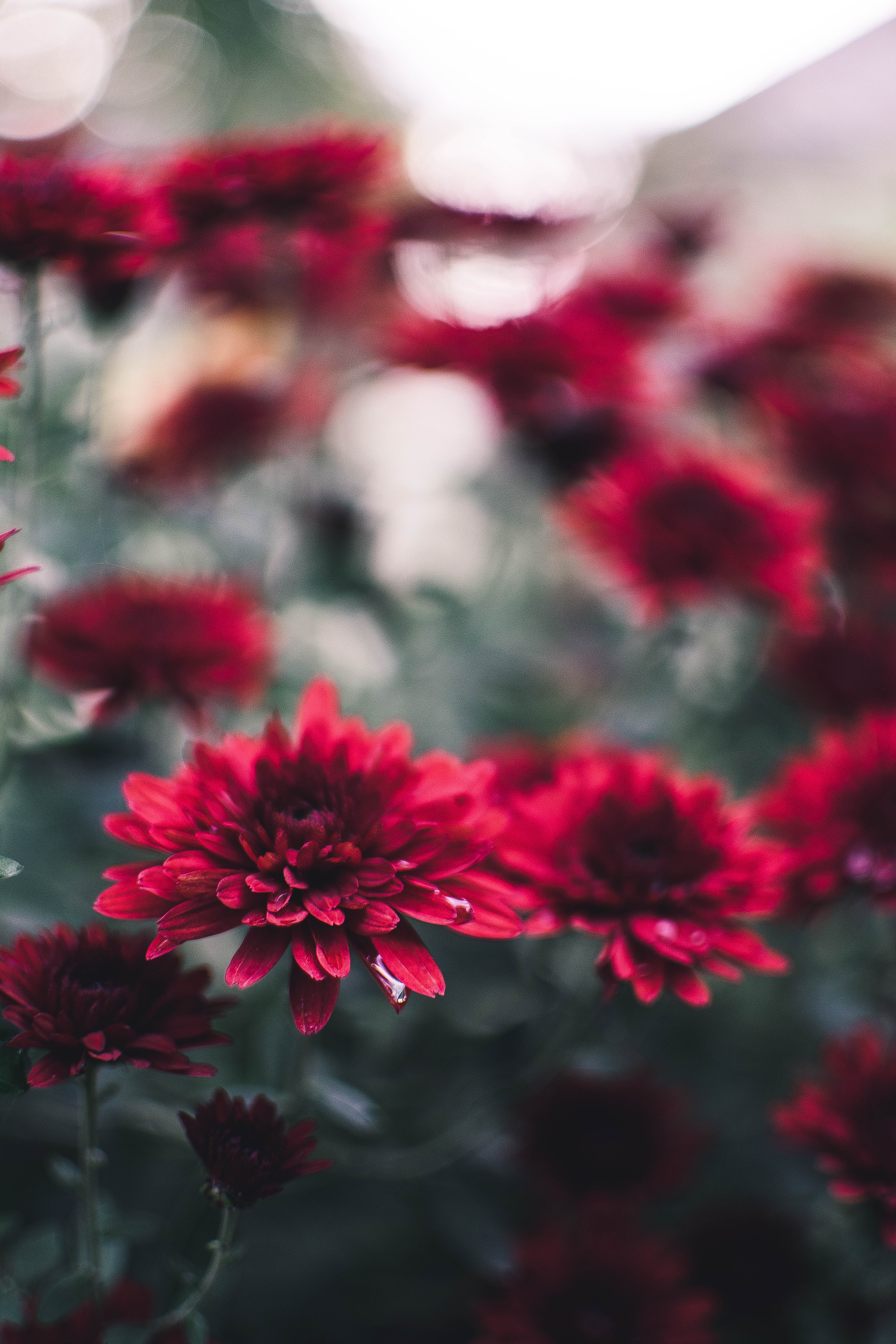 Descarga gratis la imagen Flores, Crisantemo, De Cerca, Mojado, Primer Plano en el escritorio de tu PC