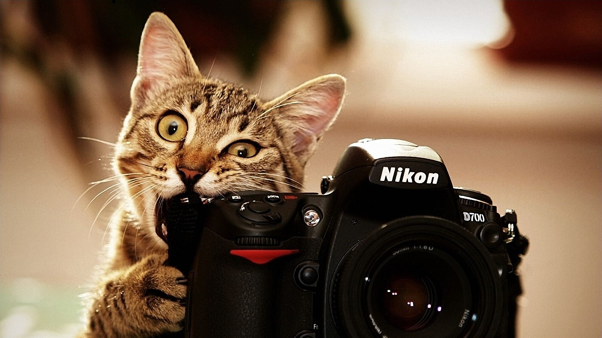 203991 скачать обои кошка, юмор, камера, животные, кошки, никон д700 - заставки и картинки бесплатно