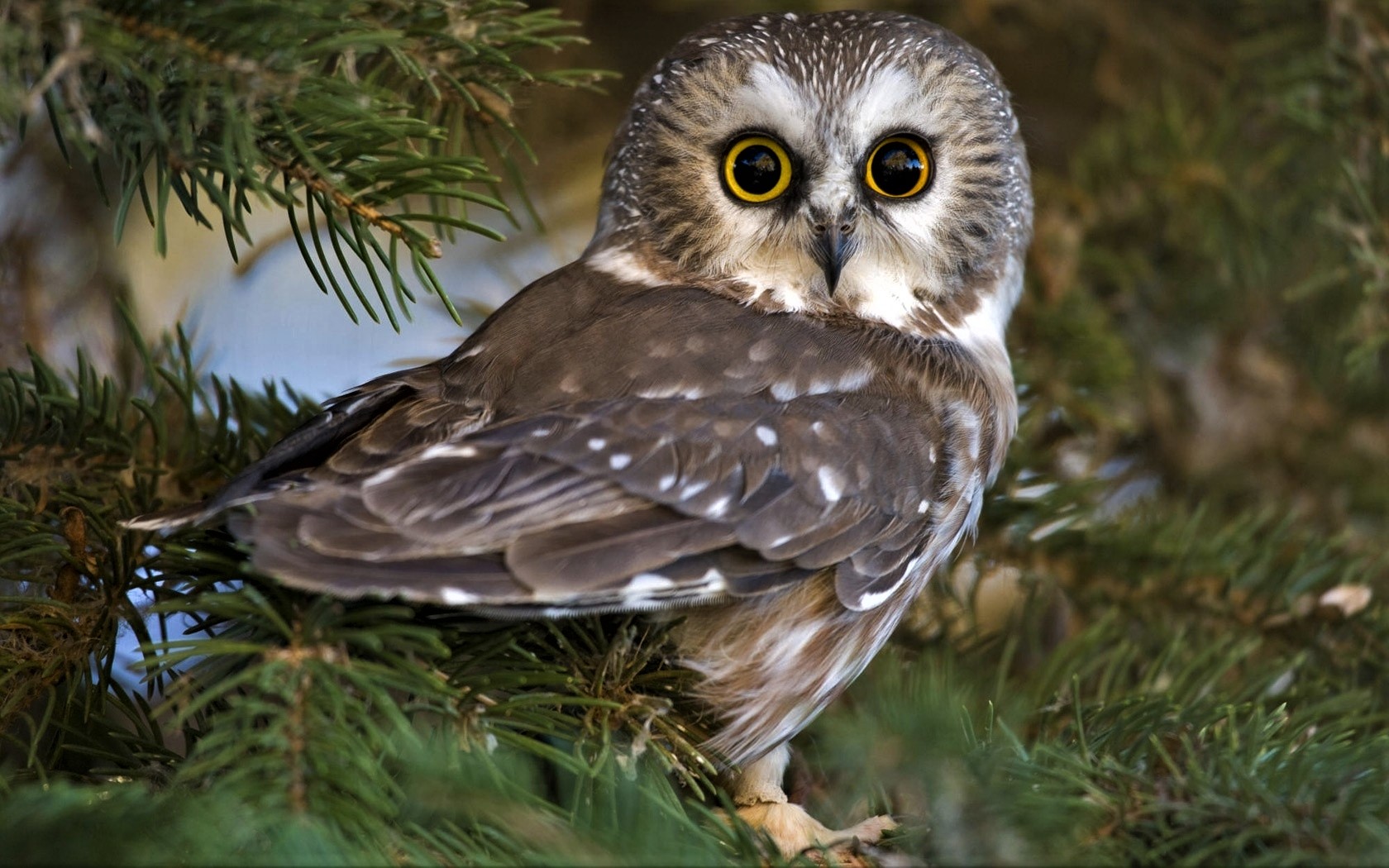 Free download wallpaper Owl, Bird, Tree, Animal on your PC desktop