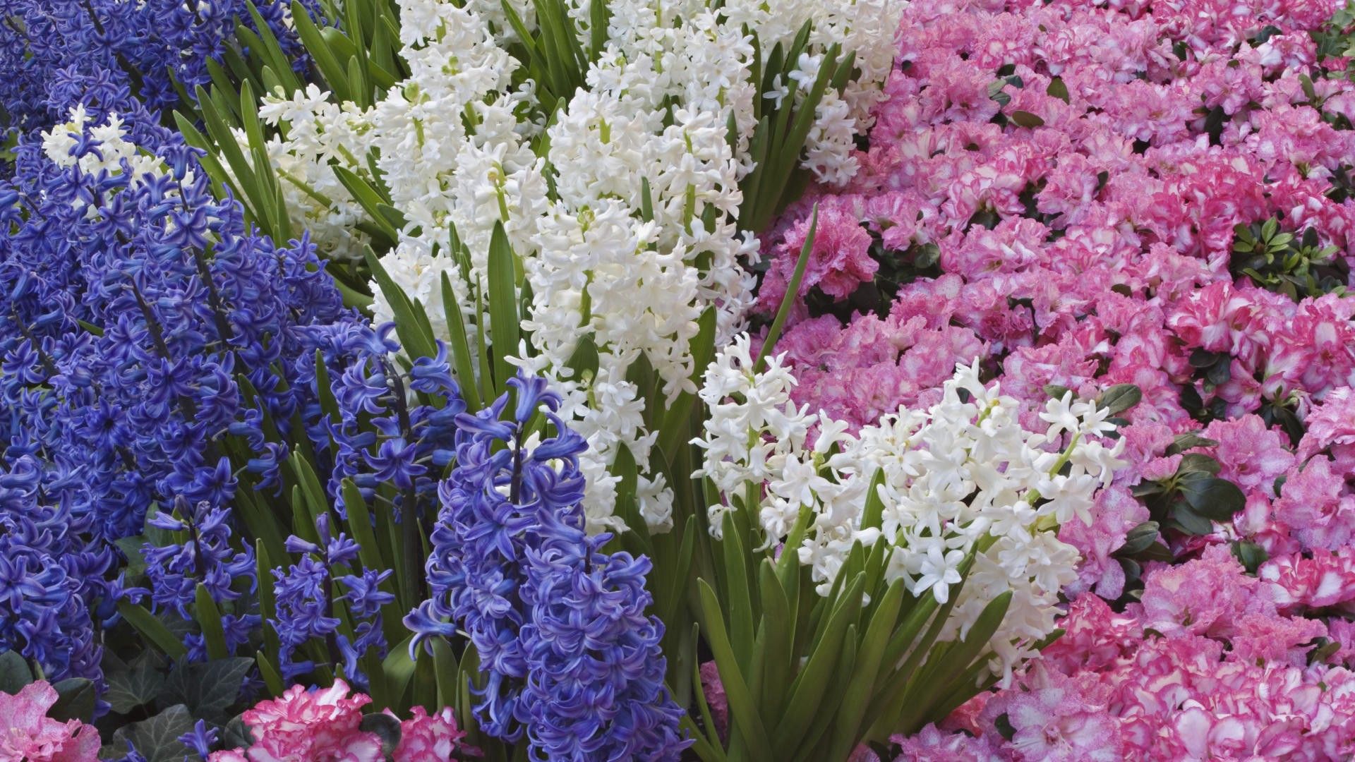 spring, flower bed, flowers, flowerbed, different, hyacinths HD wallpaper