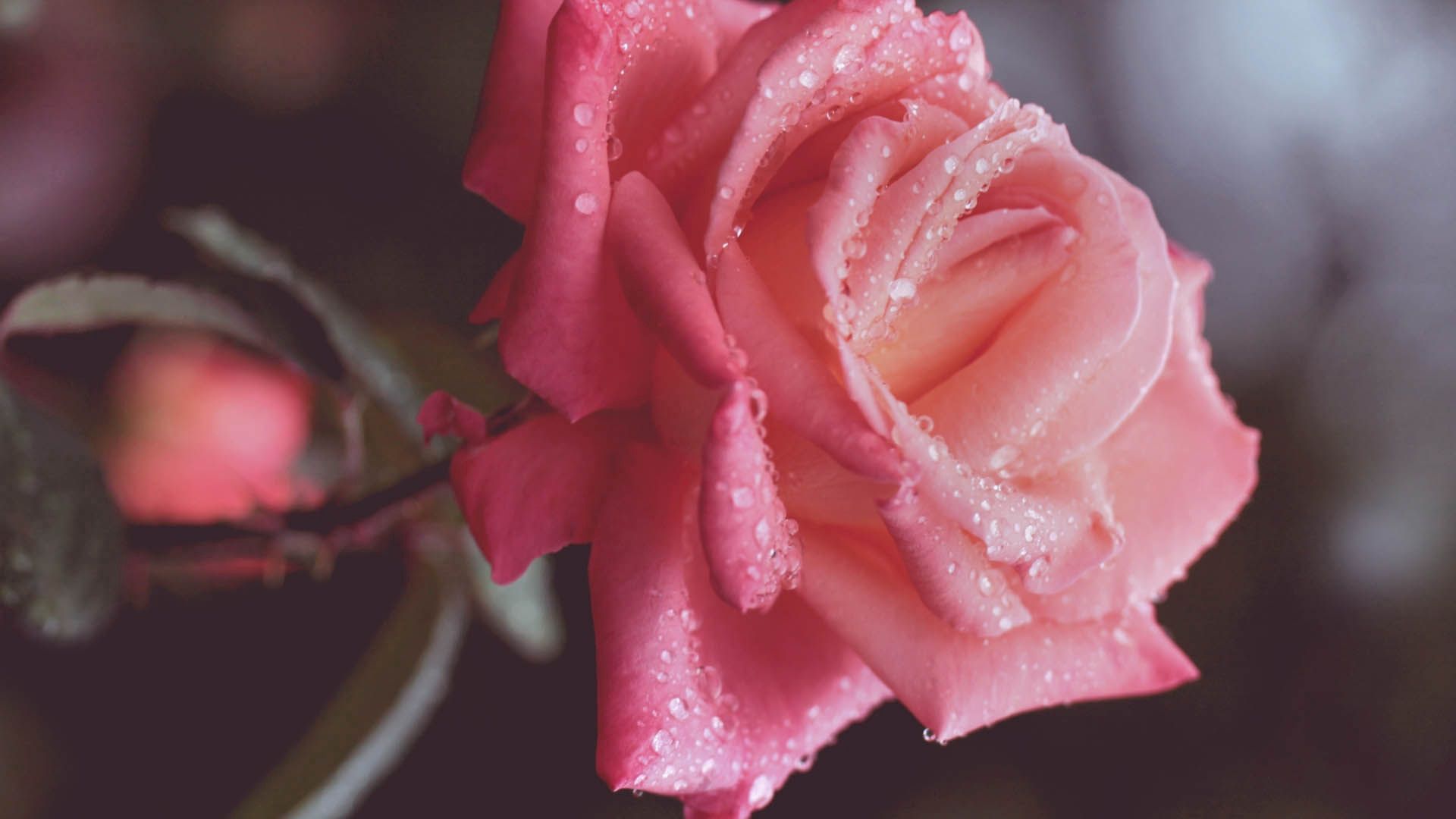 Téléchargez des papiers peints mobile Macro, Drops, Rosée, Une Rose, Rose gratuitement.