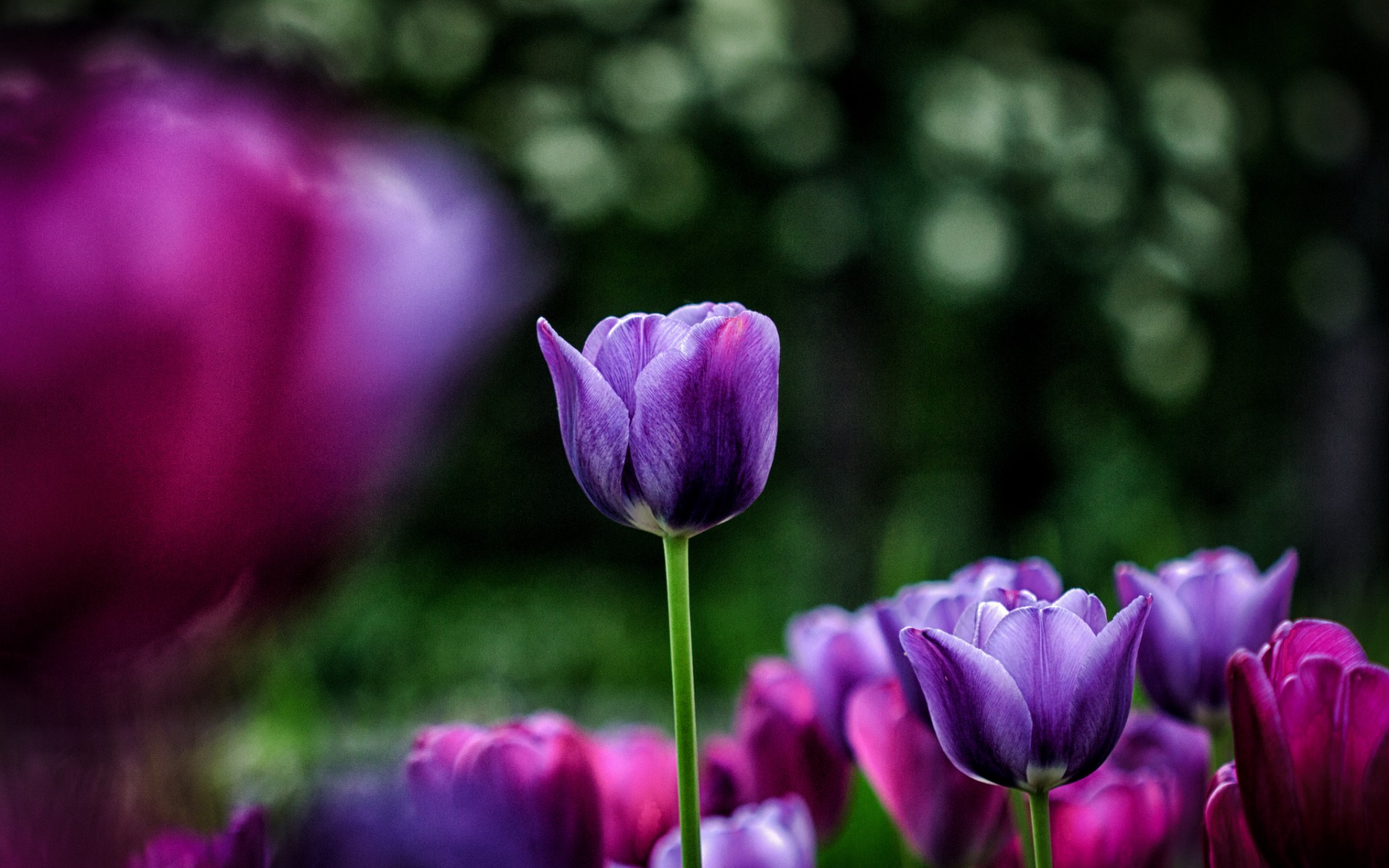 Téléchargez gratuitement l'image Fleurs, Tulipe, Terre/nature sur le bureau de votre PC