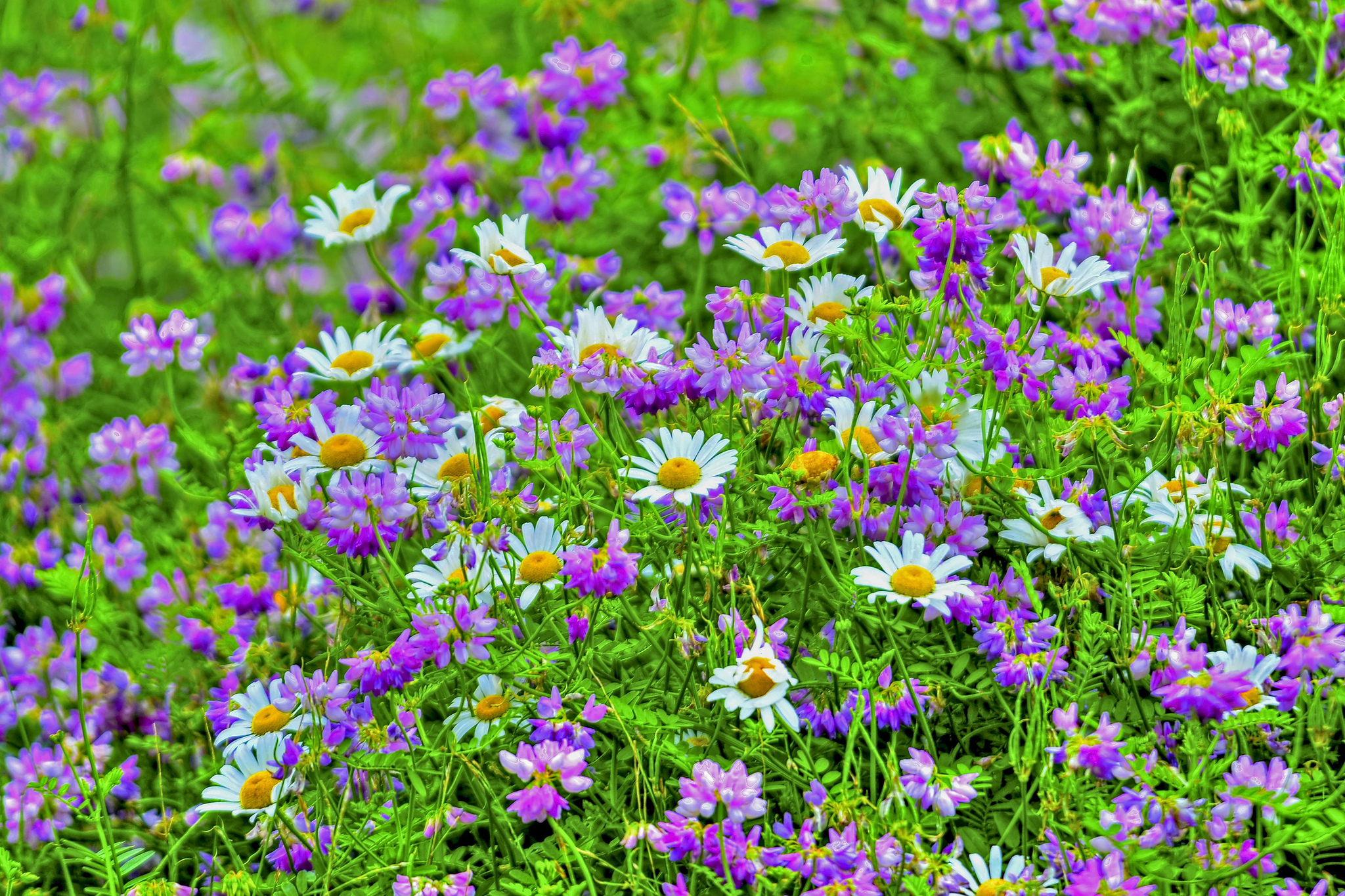 Téléchargez gratuitement l'image Fleurs, Fleur, Champ, Marguerite, Fleur Blanche, Fleur Mauve, Terre/nature sur le bureau de votre PC