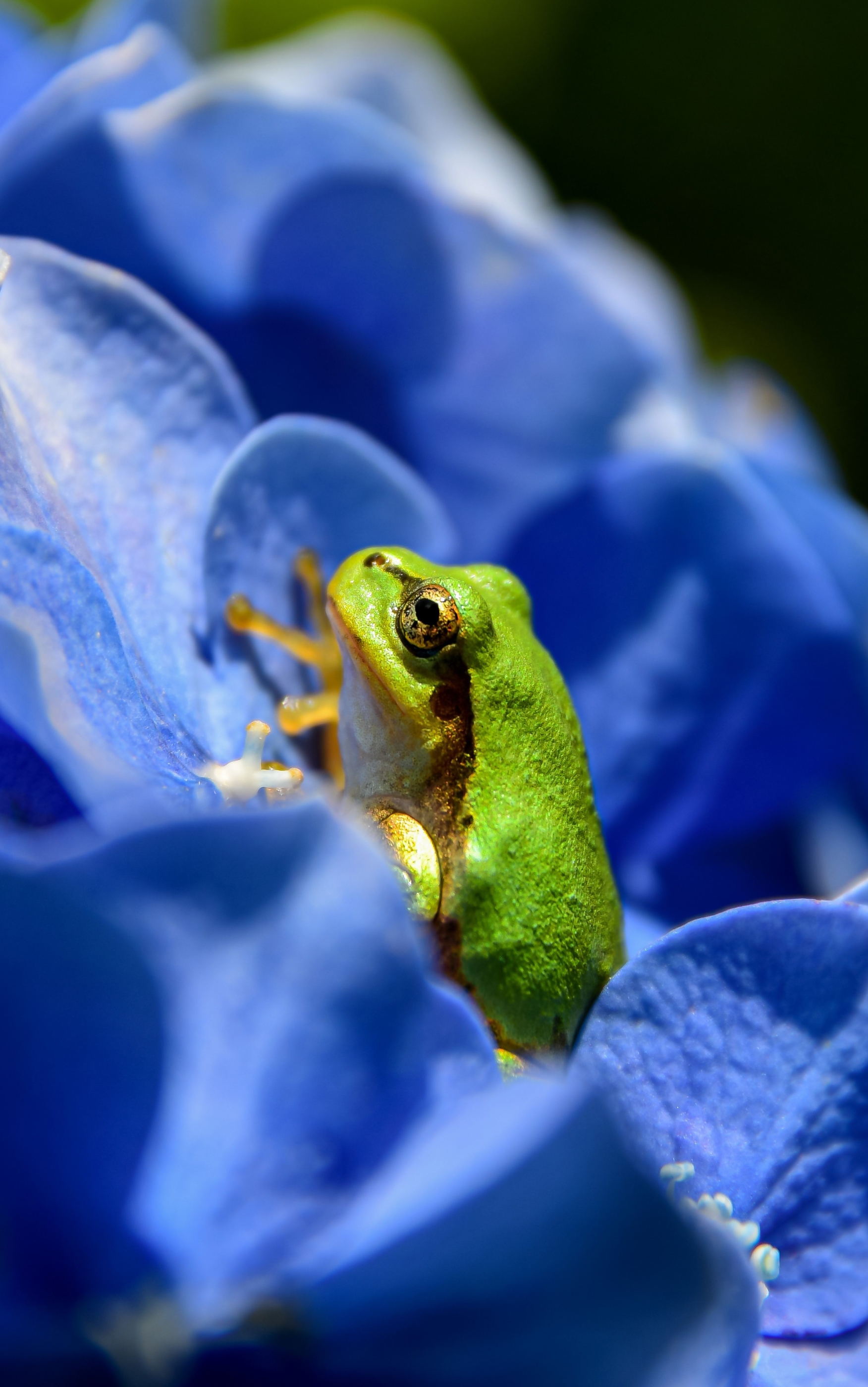 無料モバイル壁紙動物, カエル, 両生類, 青い花をダウンロードします。