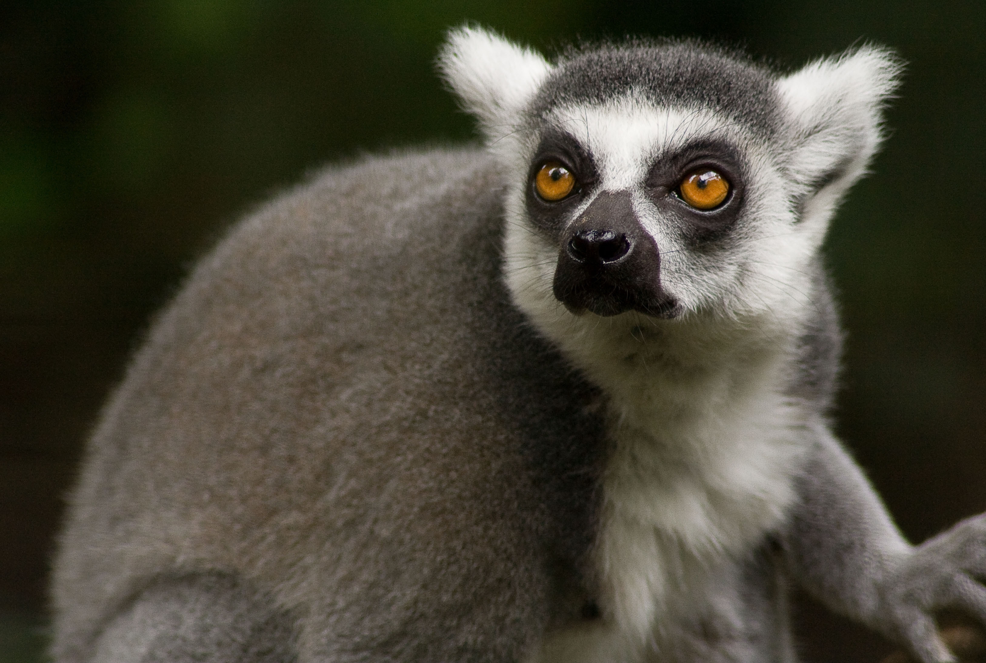 Free download wallpaper Animals, Muzzle, Sight, Opinion, Animal, Lemur on your PC desktop