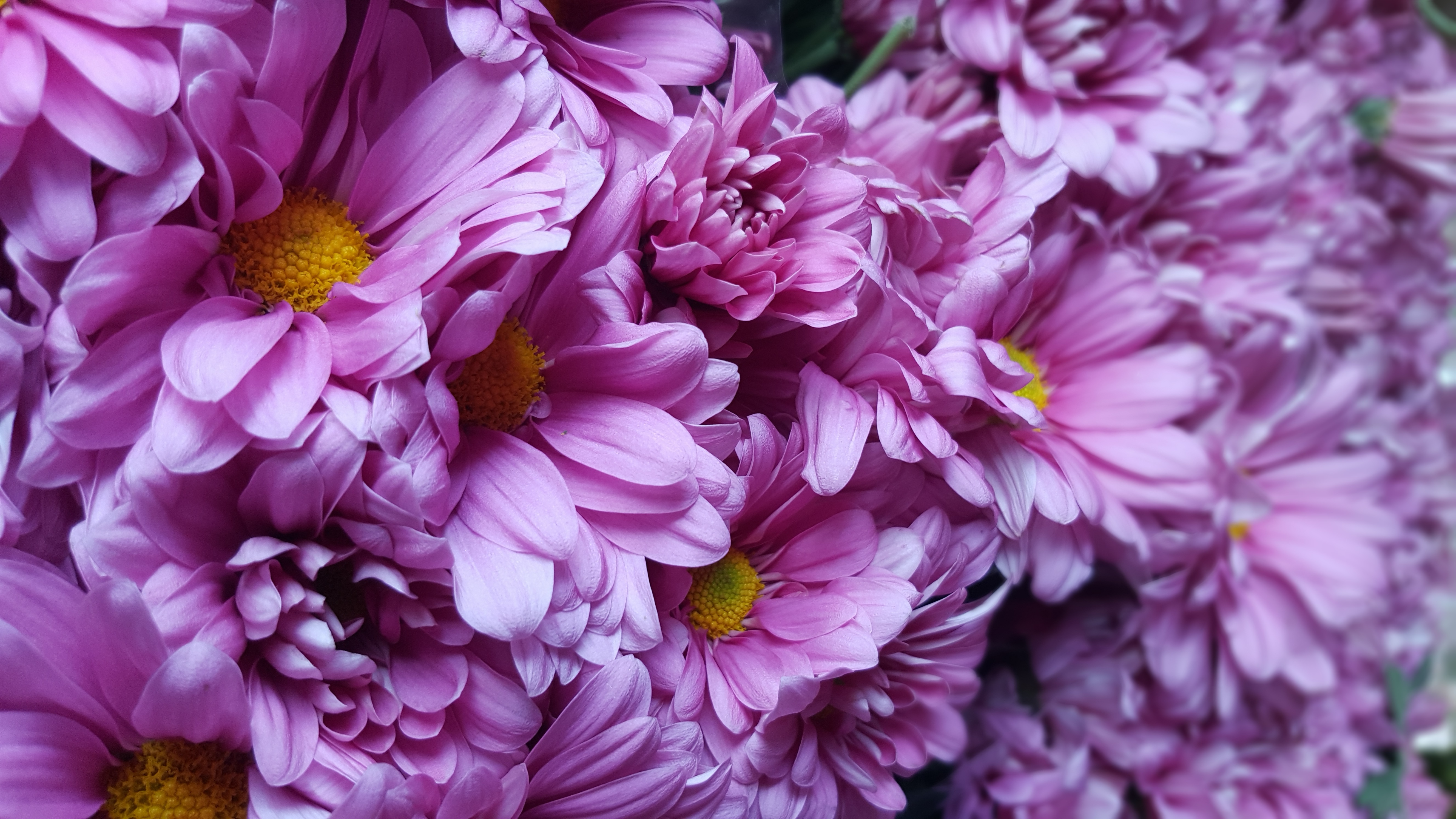 Téléchargez gratuitement l'image Fleurs, Fleur, Fleur Mauve, La Nature, Terre/nature sur le bureau de votre PC