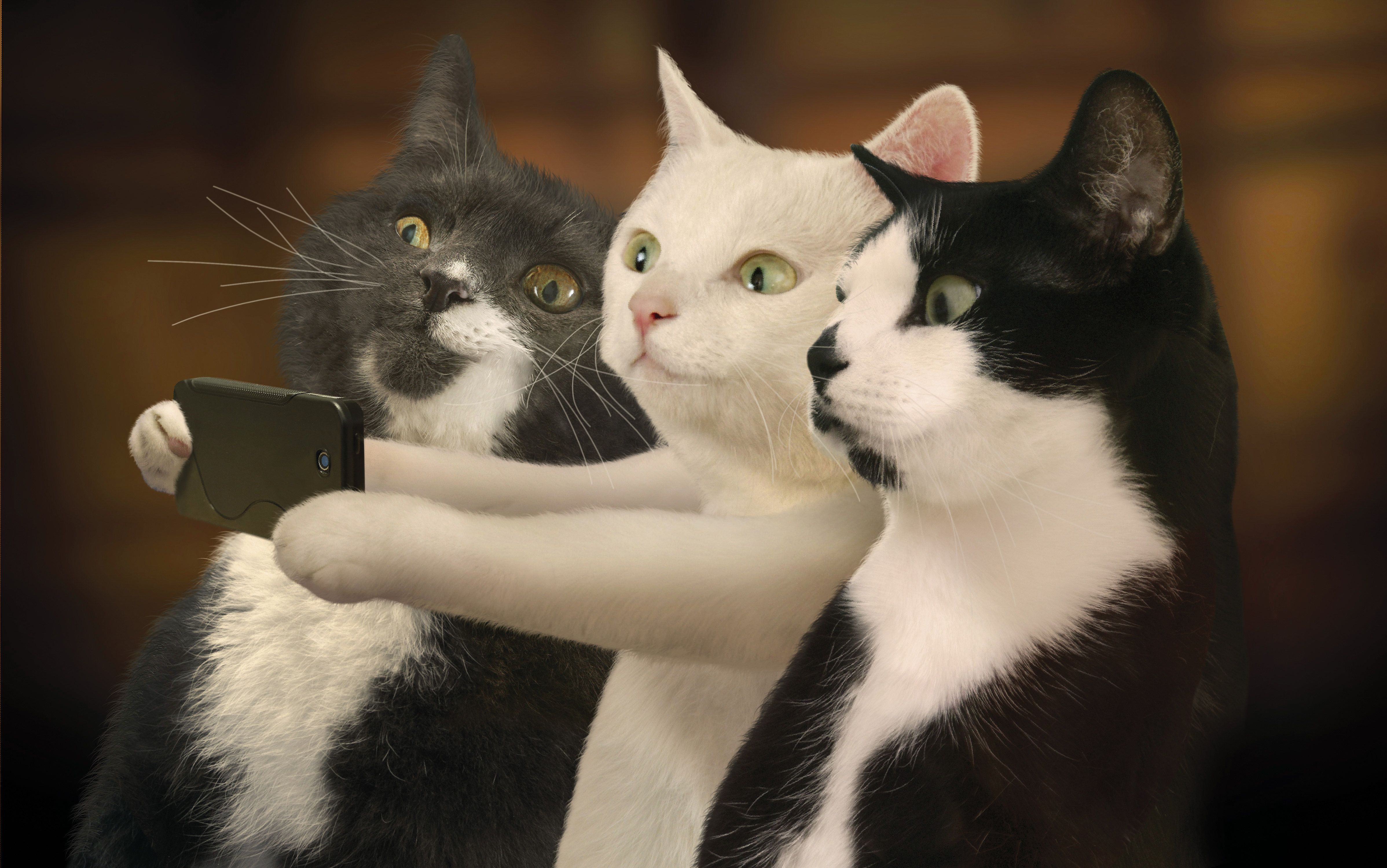 Baixar papel de parede para celular de Gatos, Gato, Humor gratuito.