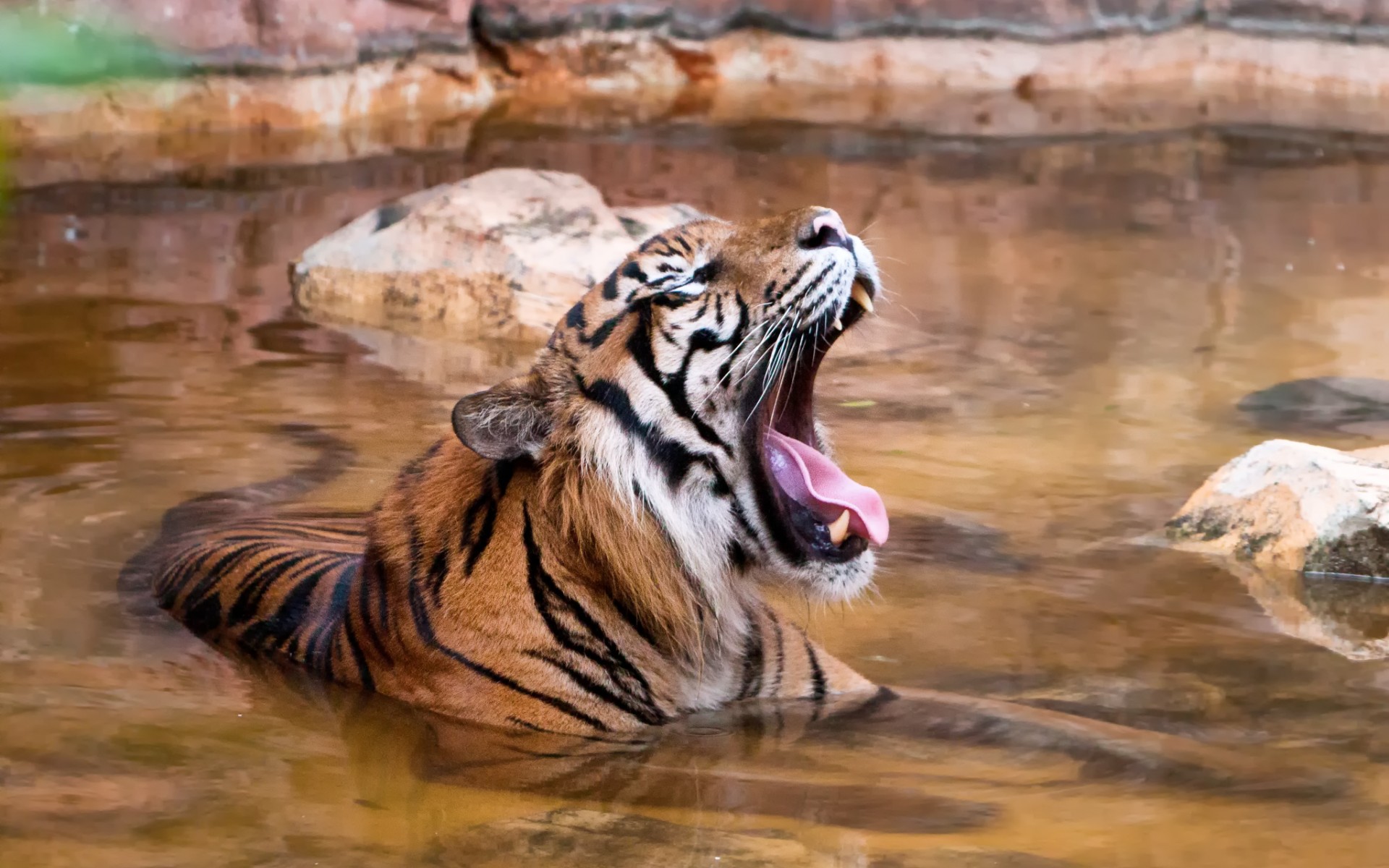 Téléchargez des papiers peints mobile Animaux, Chats, Tigre gratuitement.