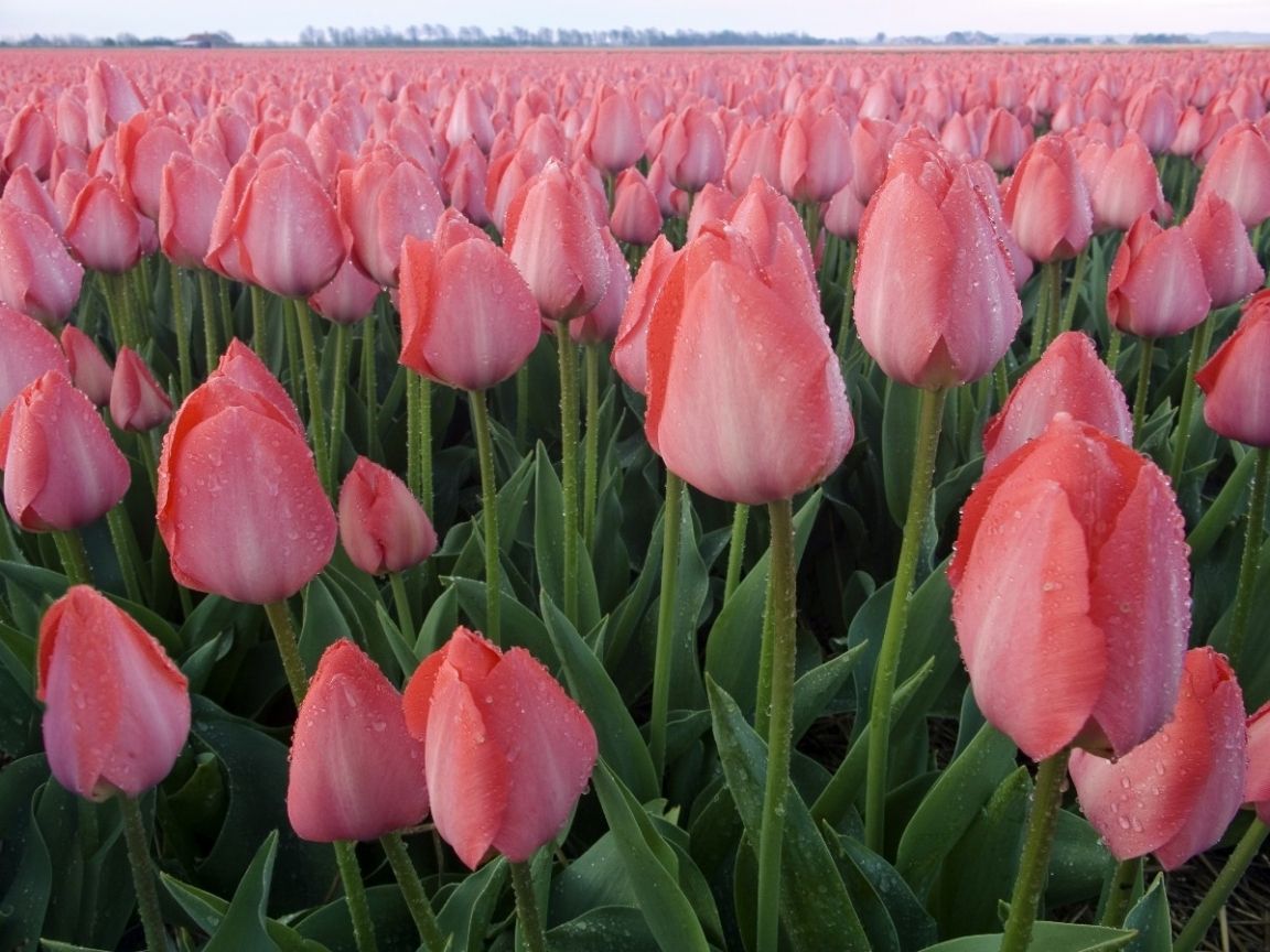 Download mobile wallpaper Flowers, Plants, Tulips, Fields for free.