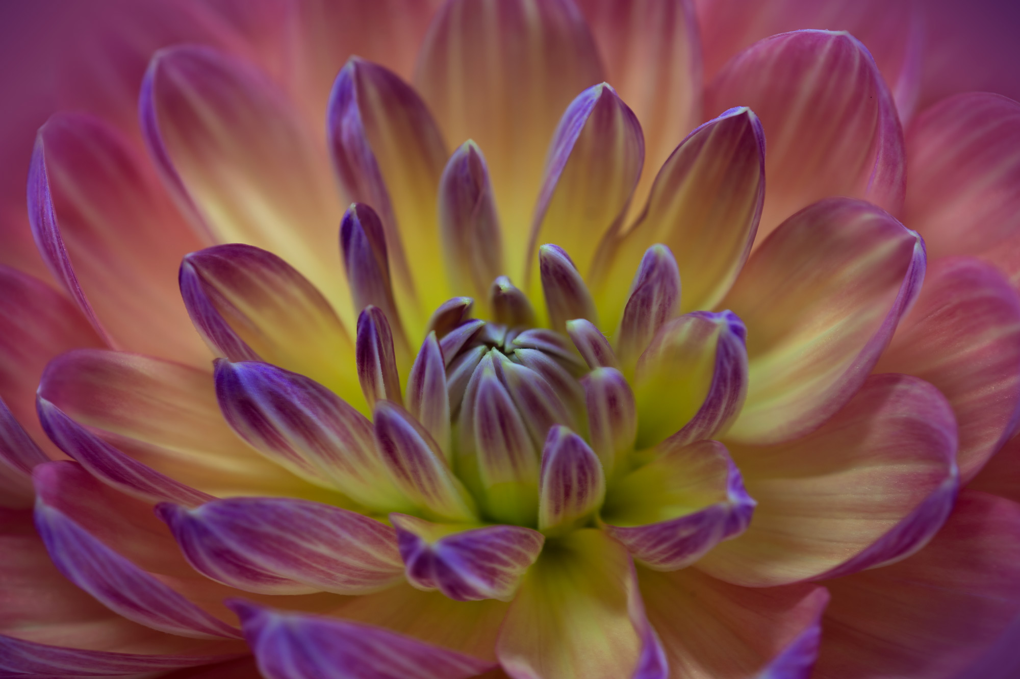 PCデスクトップにフラワーズ, 花, 閉じる, 地球, ダリア, 紫色の花画像を無料でダウンロード