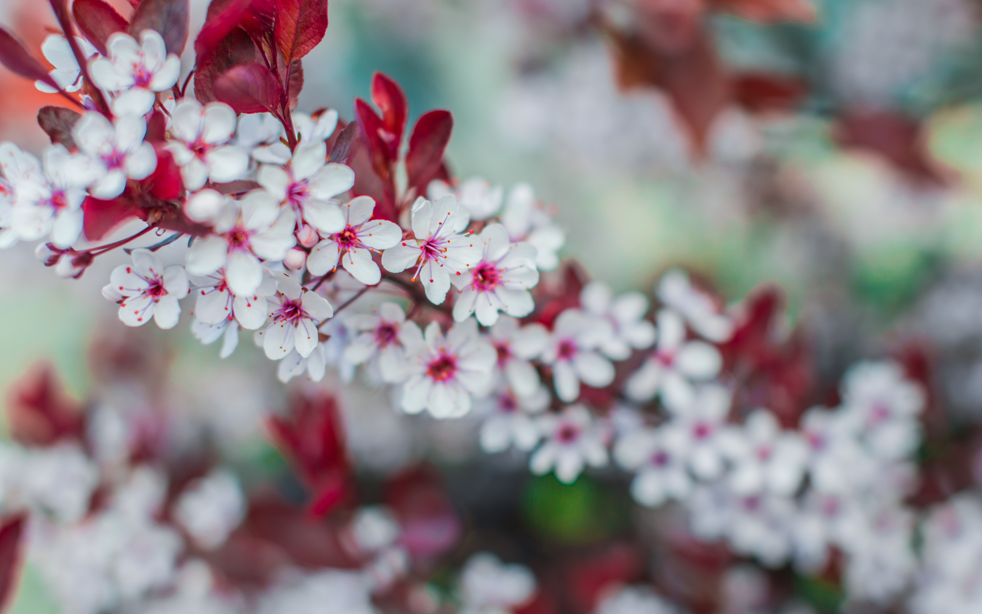 Free download wallpaper Flower, Earth, Spring, White Flower, Blossom on your PC desktop