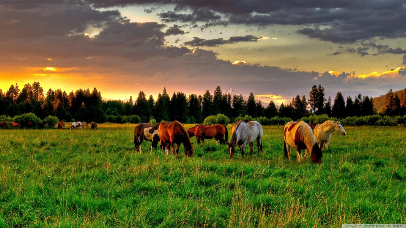 Handy-Wallpaper Tiere, Hauspferd kostenlos herunterladen.