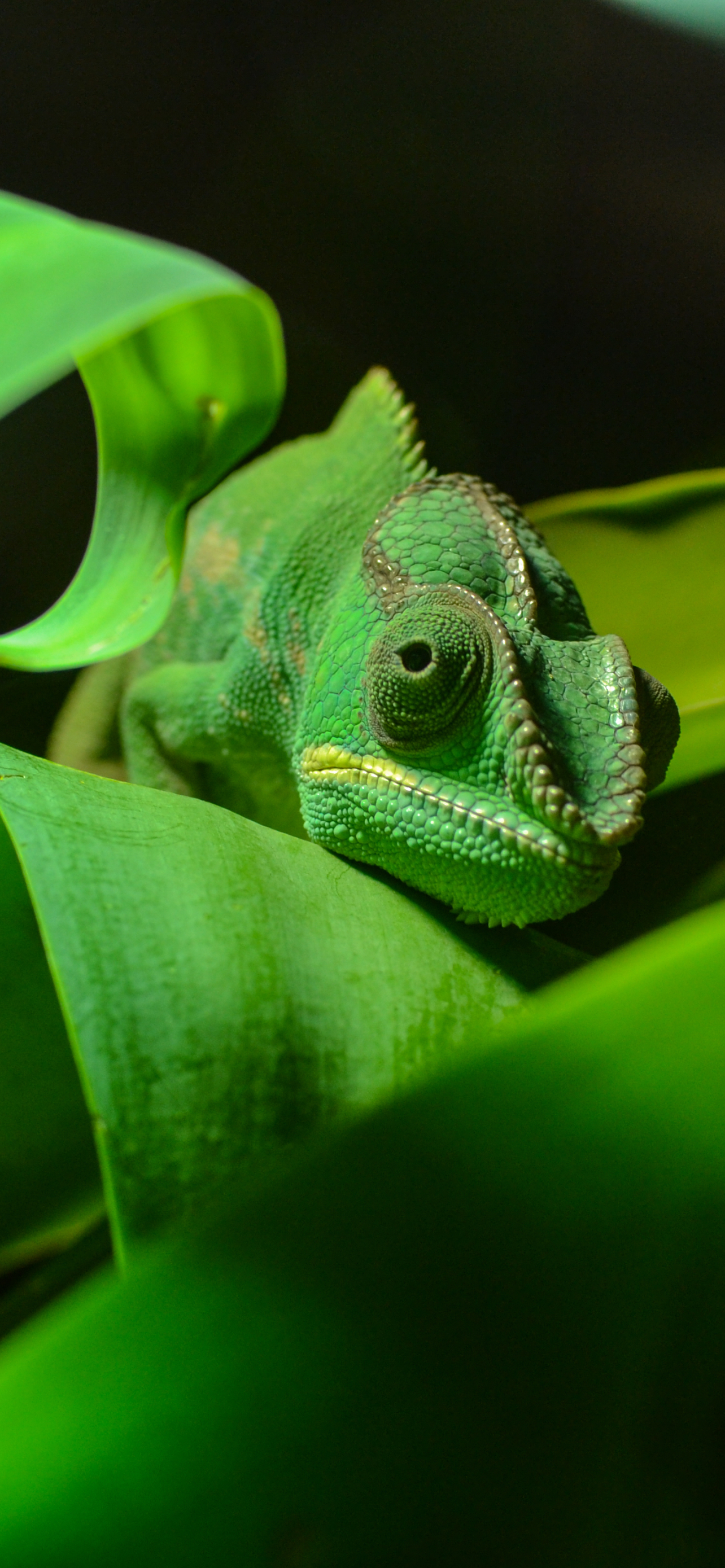 Descarga gratuita de fondo de pantalla para móvil de Animales, Lagarto, Reptil, Camaleón, Reptiles.