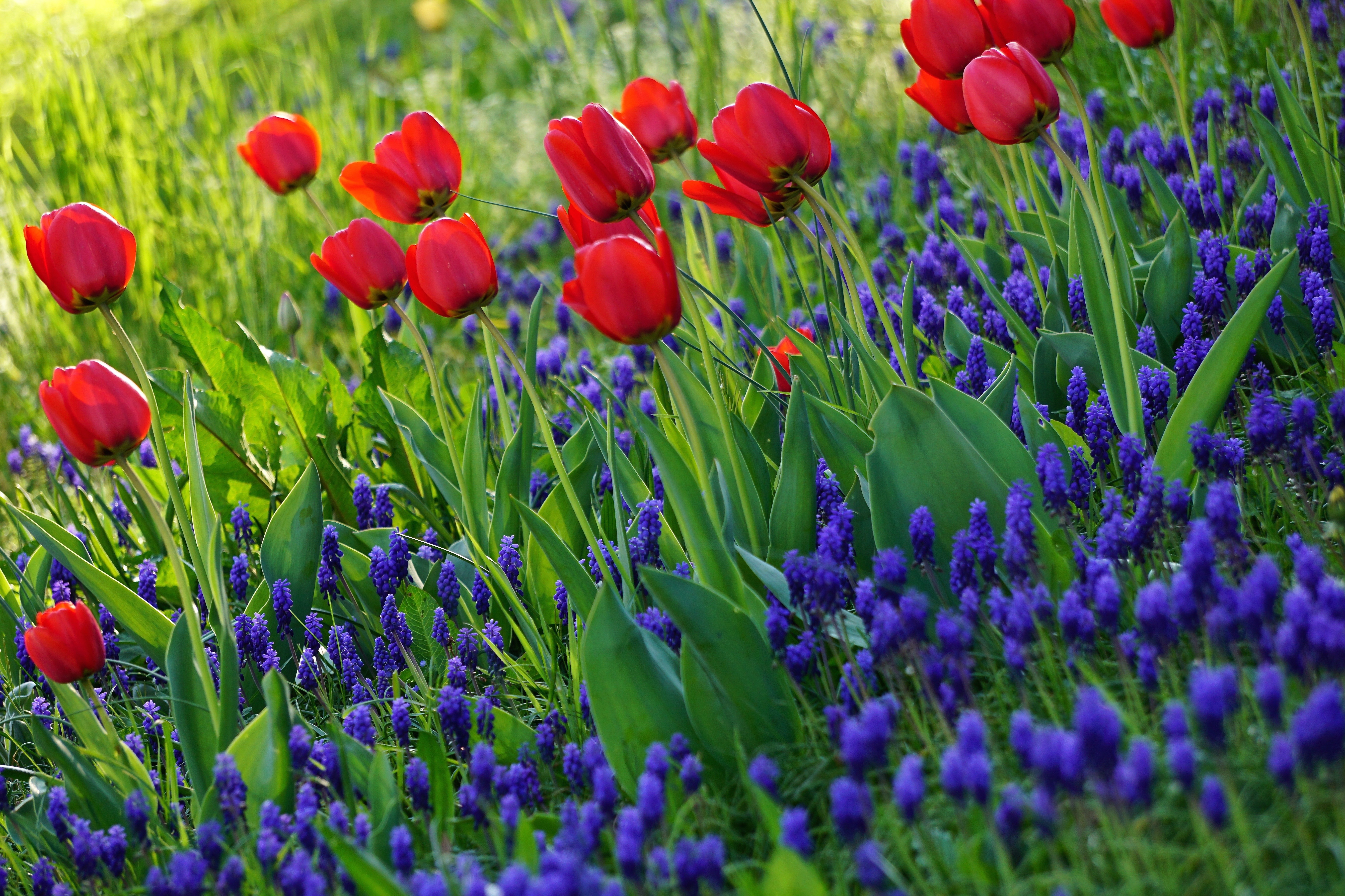 flowers, tulips, bloom, grass, flowering Full HD