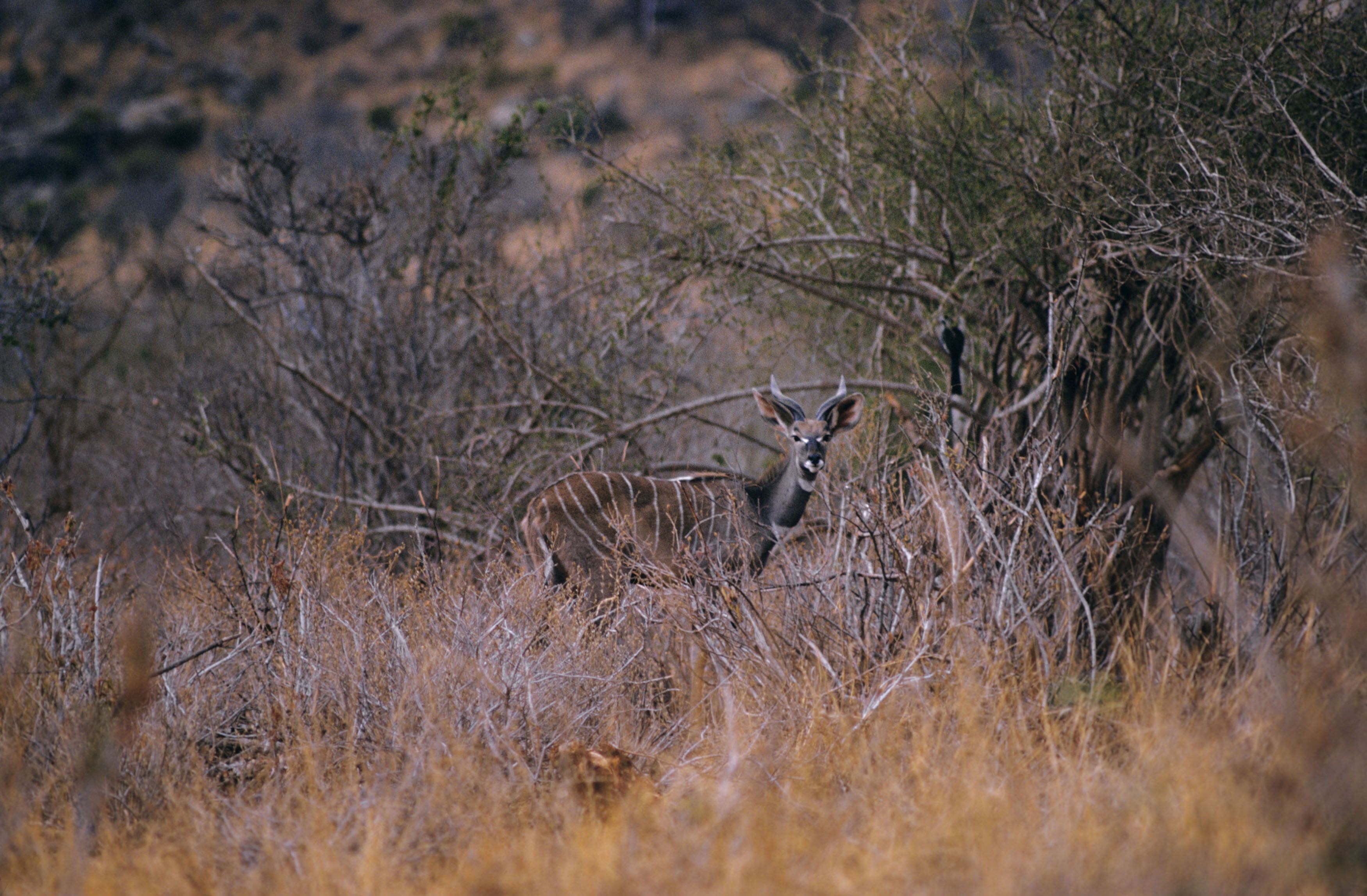 713224 Hintergrundbild herunterladen tiere, kudu - Bildschirmschoner und Bilder kostenlos