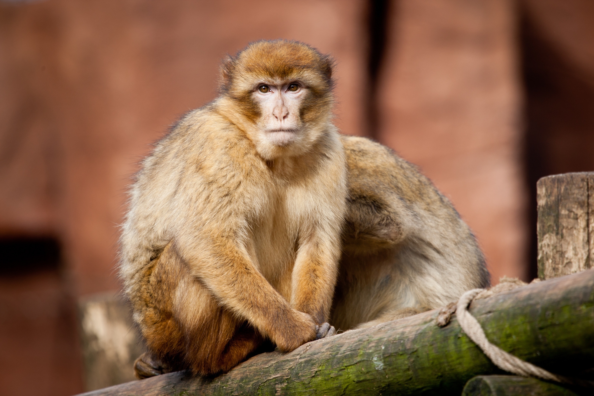 opinion, animals, sit, couple, pair, monkey, sight, marmoset