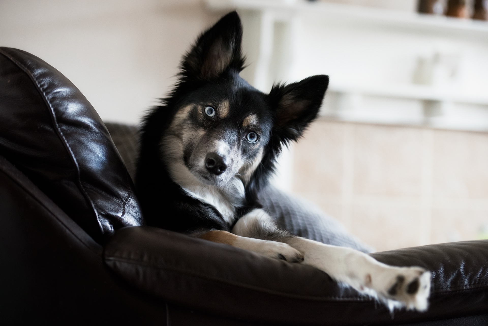 Téléchargez des papiers peints mobile Animaux, Chiens, Chien gratuitement.