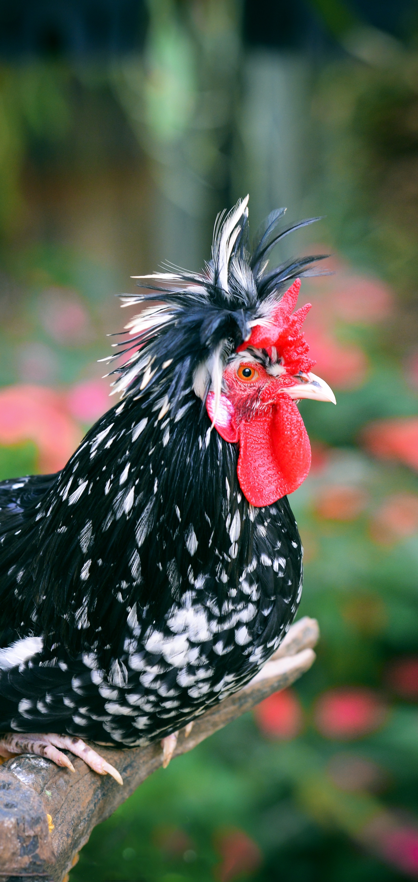 Free download wallpaper Birds, Animal, Chicken on your PC desktop