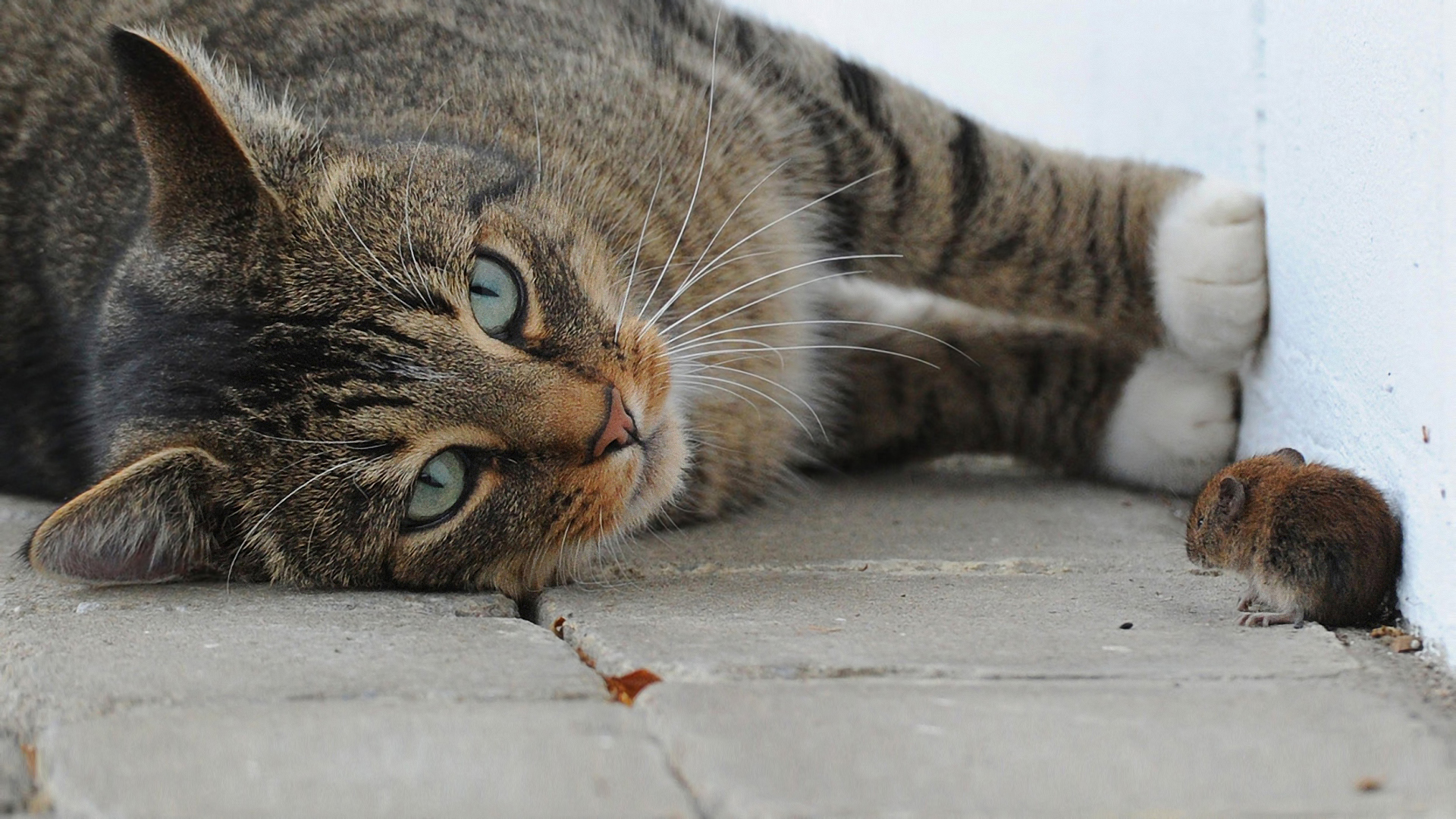 Laden Sie das Tiere, Katzen, Katze-Bild kostenlos auf Ihren PC-Desktop herunter