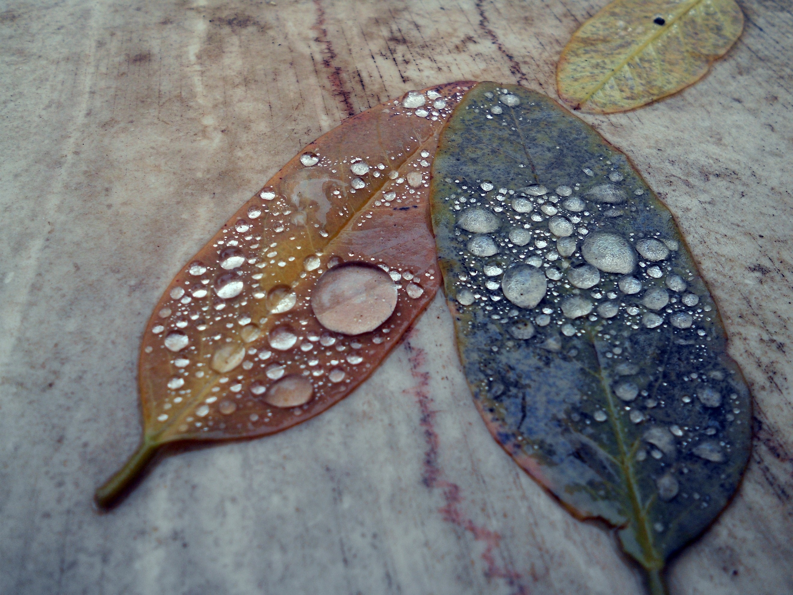 Free download wallpaper Leaves, Macro, Form, Drops, Surface on your PC desktop