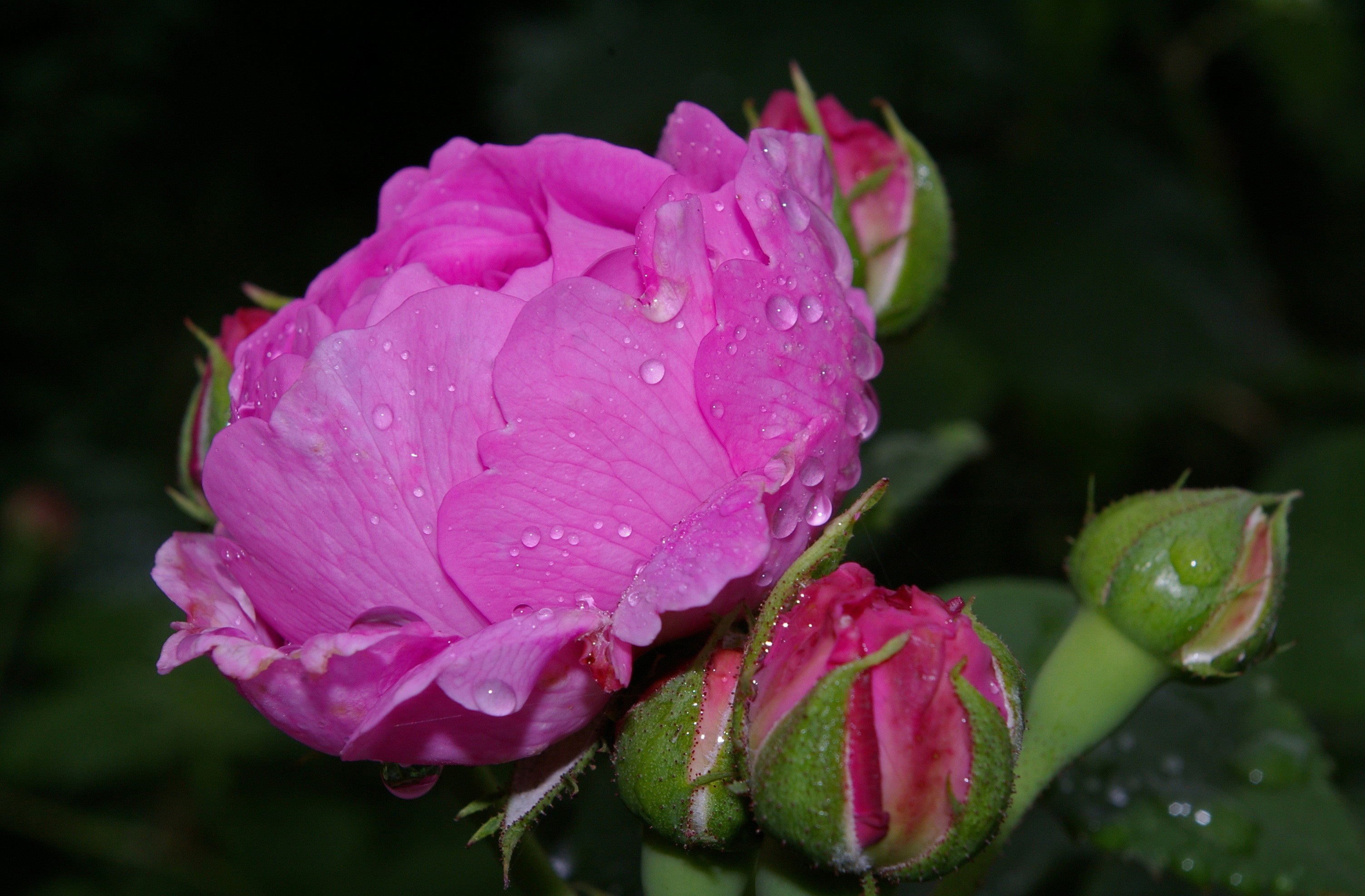 Скачать картинку Цветок, Роза, Бутон, Земля/природа, Розовая Роза, Флауэрсы в телефон бесплатно.