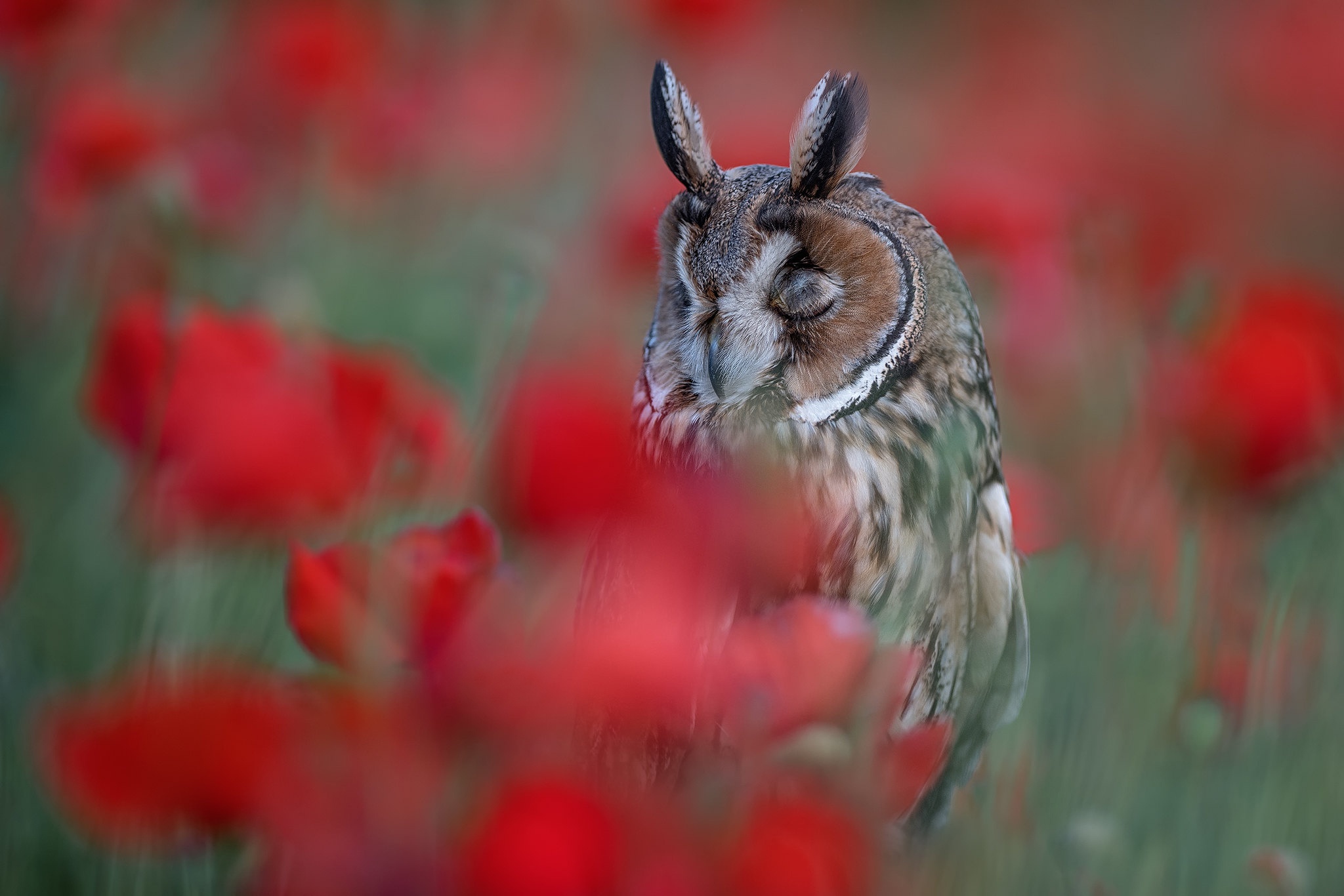 Download mobile wallpaper Birds, Owl, Flower, Bird, Animal, Long Eared Owl for free.