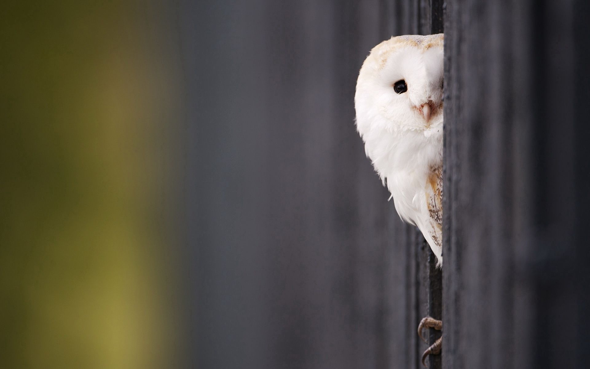 animals, owl, bird, predator, peek out, look out lock screen backgrounds