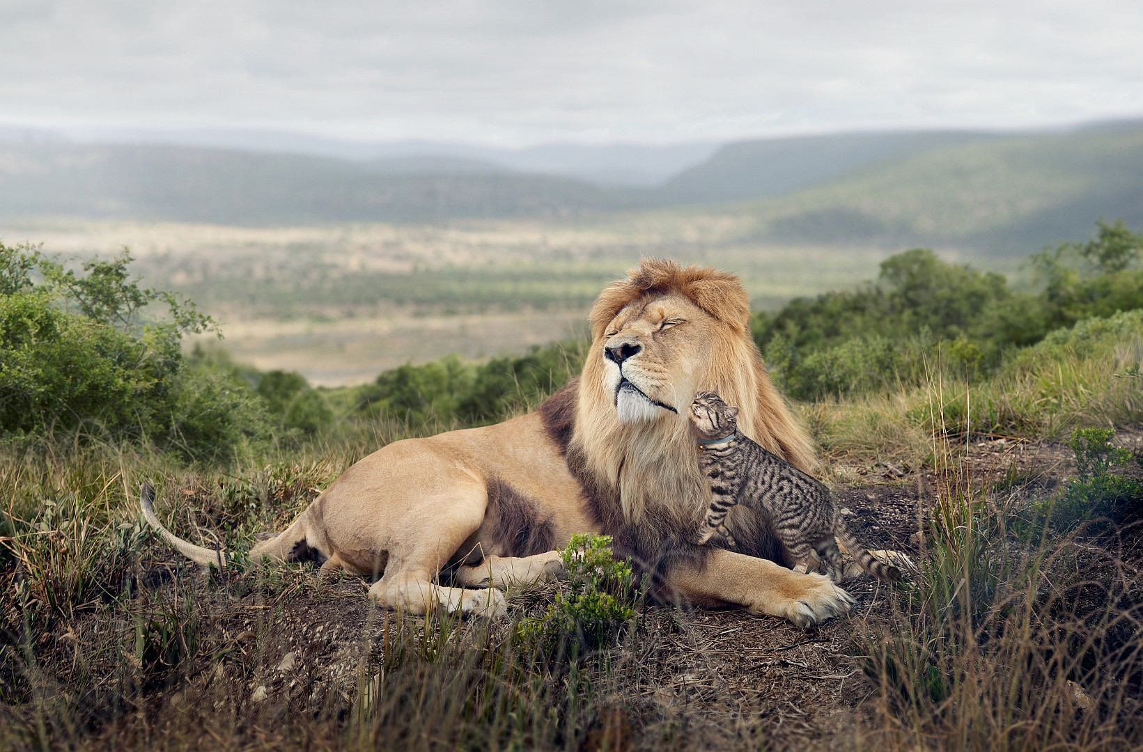 92759 descargar imagen un leon, animales, amistad, gato, león, depredador, sensibilidad, ternura: fondos de pantalla y protectores de pantalla gratis