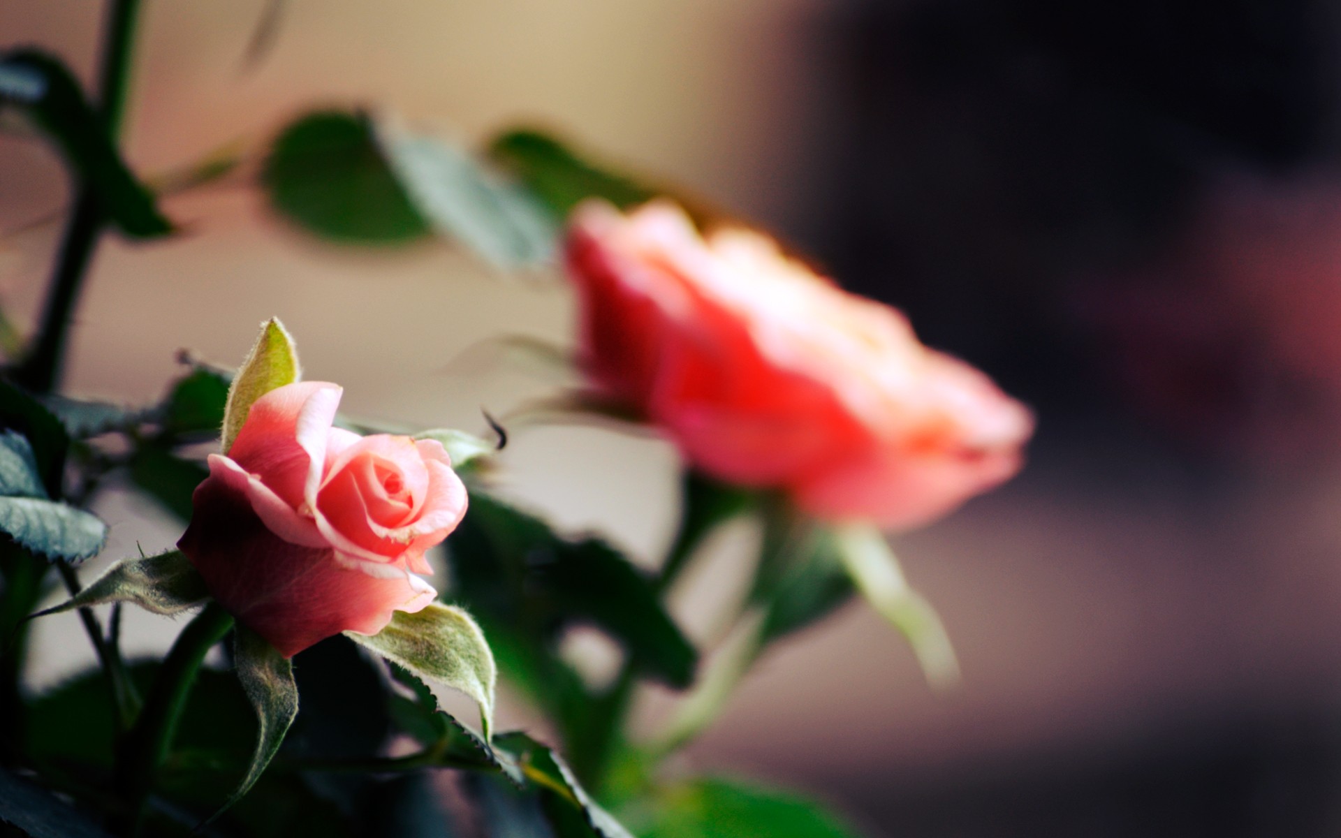 Download mobile wallpaper Depth Of Field, Pink Flower, Flowers, Flower, Rose, Earth for free.