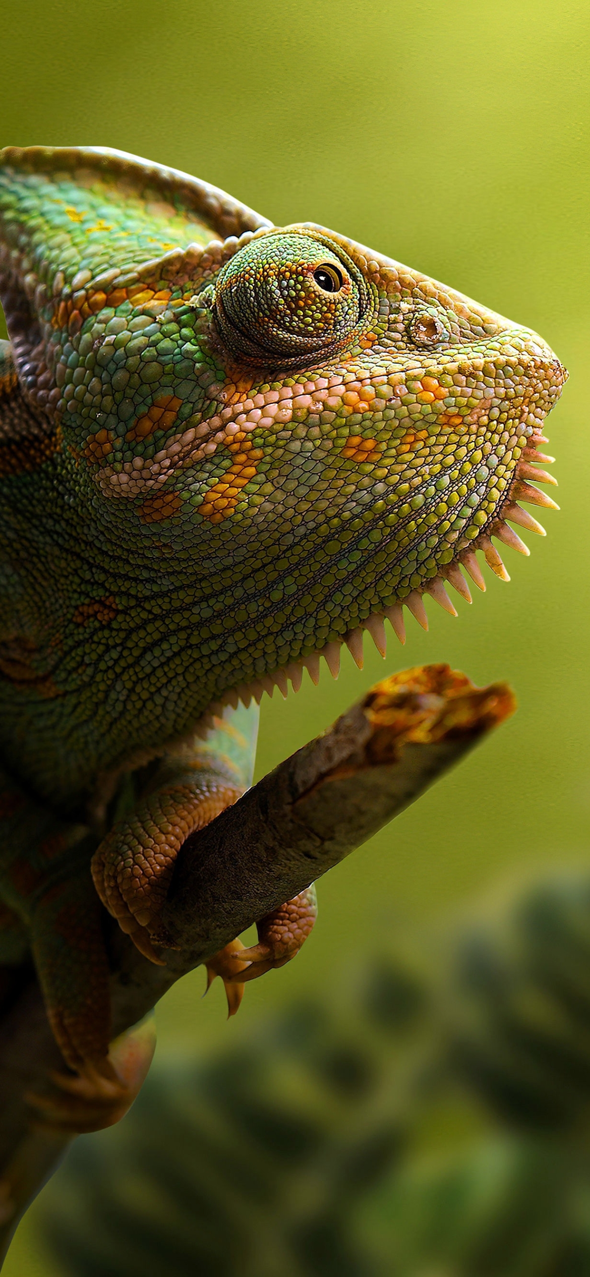 Descarga gratuita de fondo de pantalla para móvil de Animales, Lagarto, Reptil, Camaleón, Reptiles.