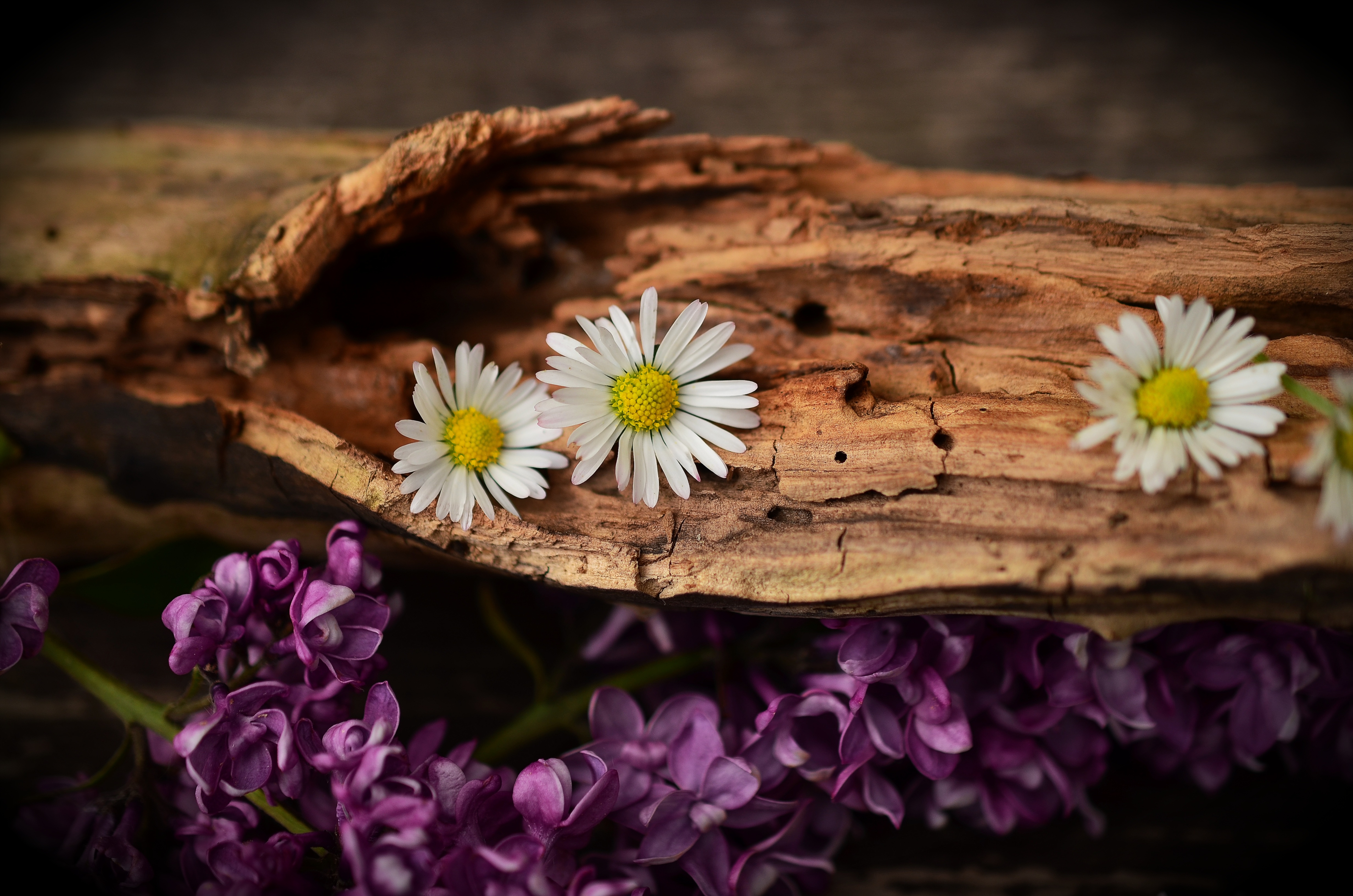 bark, flowers, lilac, camomile wallpaper for mobile