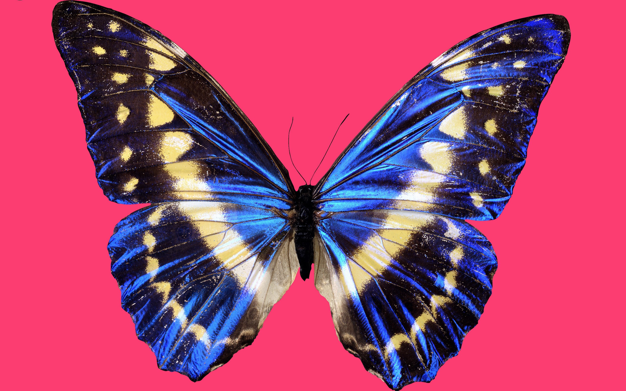 Скачать обои бесплатно Животные, Синий, Бабочка картинка на рабочий стол ПК
