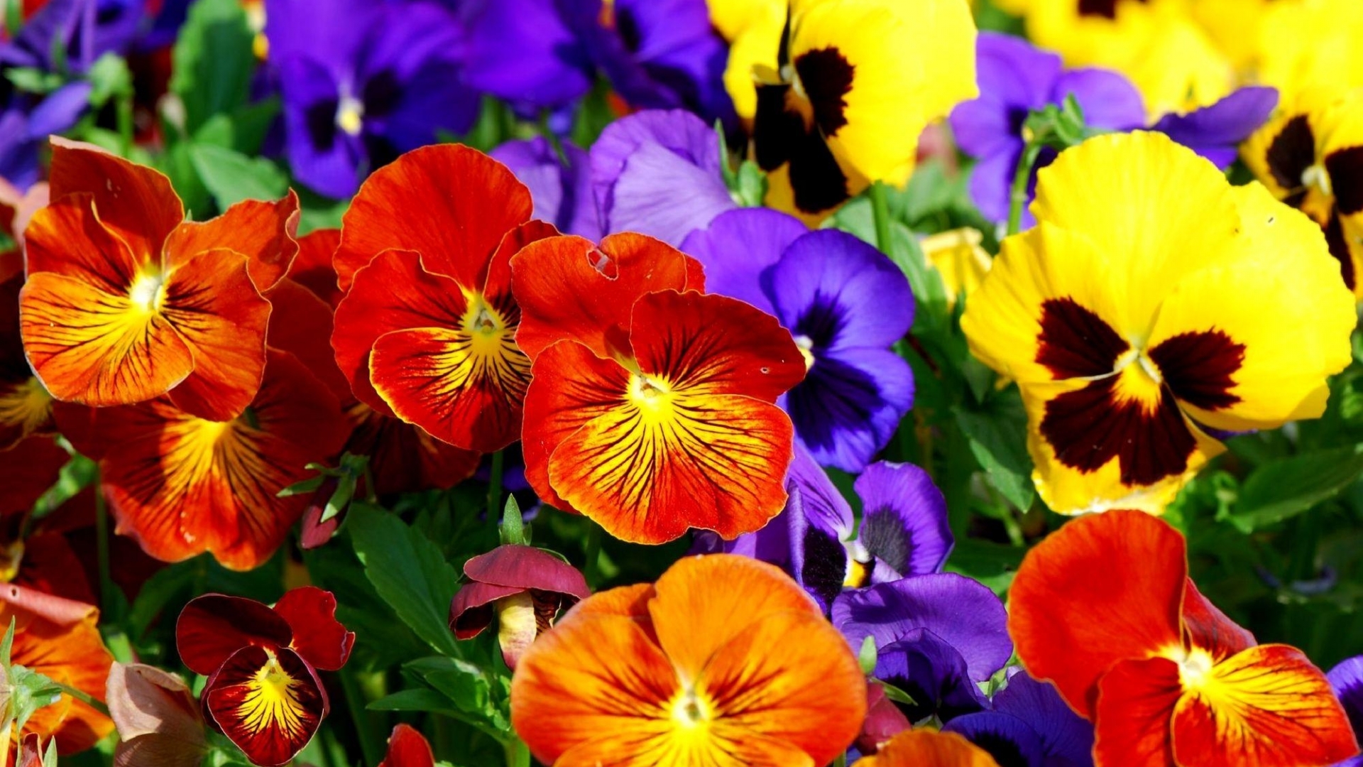 PCデスクトップにフラワーズ, パンジー, 花, 地球, 色, カラフル, 黄色い花, 赤い花, 紫色の花画像を無料でダウンロード